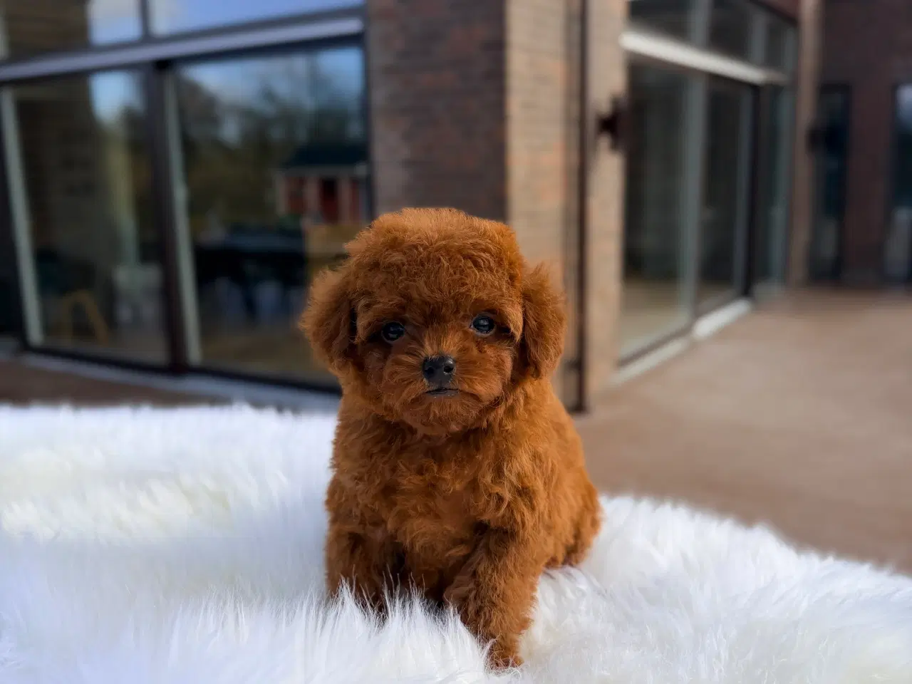 Billede 9 - Mahogni røde Pooton Drenge