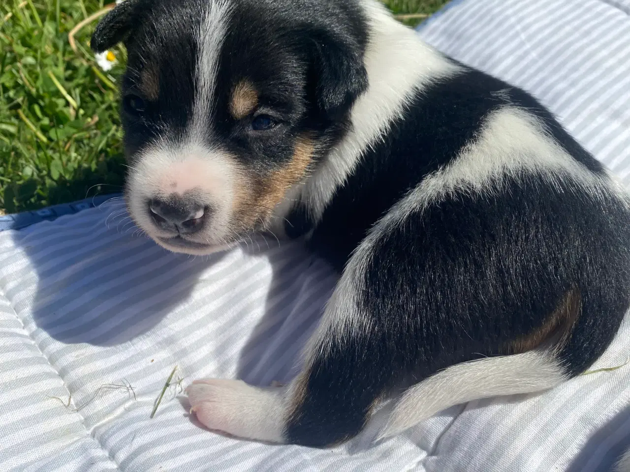 Billede 4 - Dansk-svensk gårdhund trefarvet