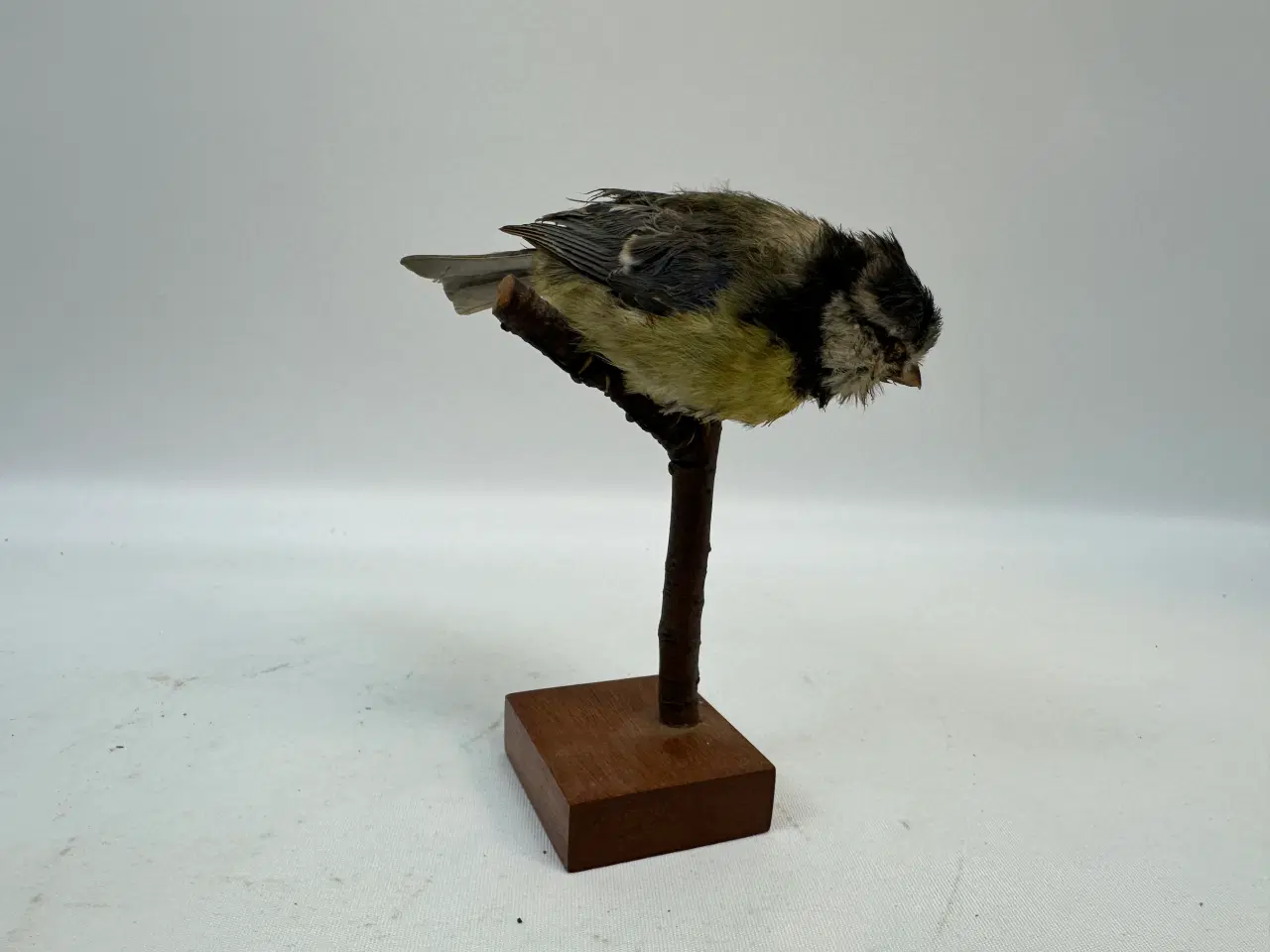 Billede 4 - Udstoppet Blåmejse