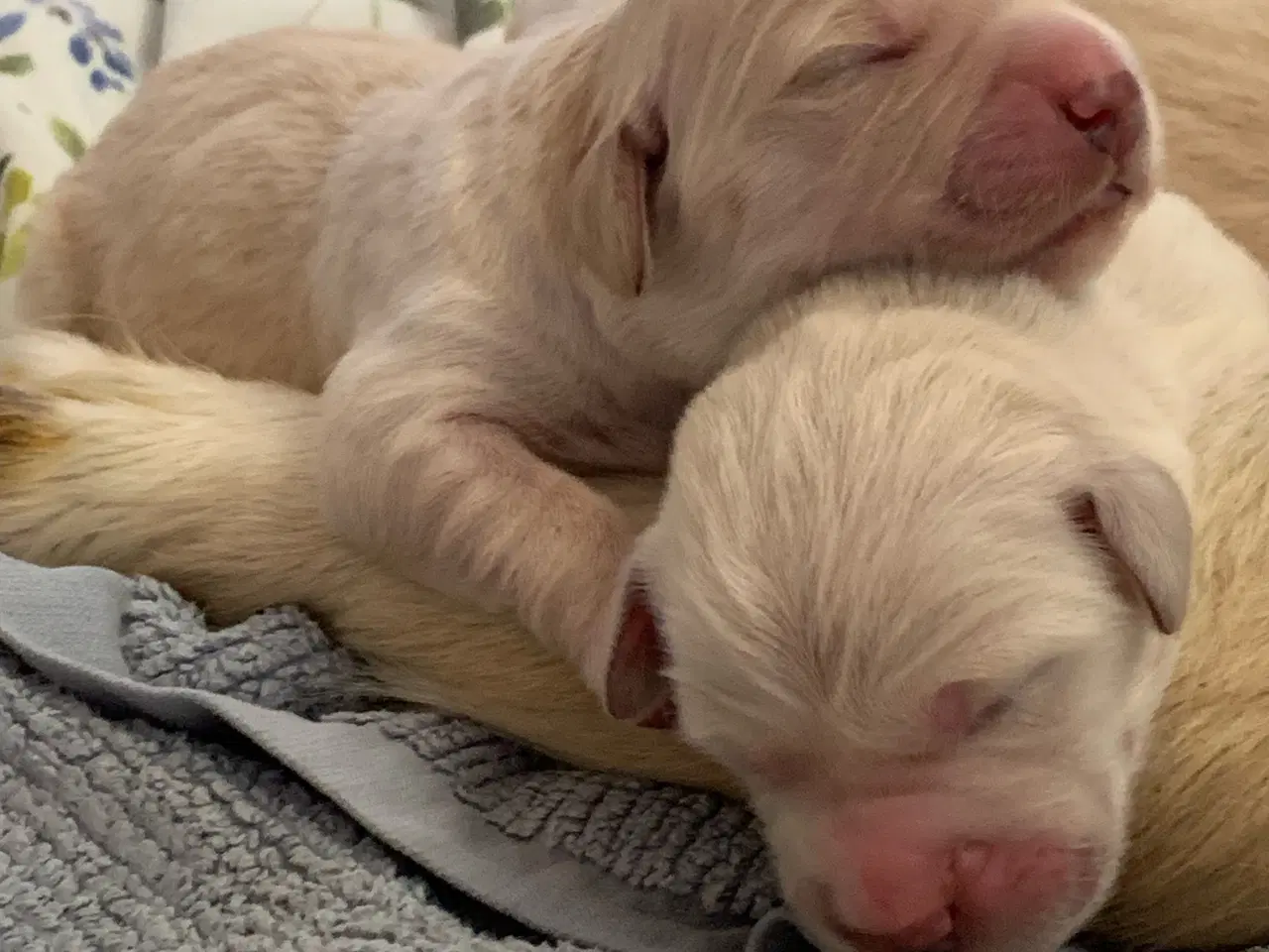 Billede 12 - Skønne gyldne Golden Retriever hvalpe