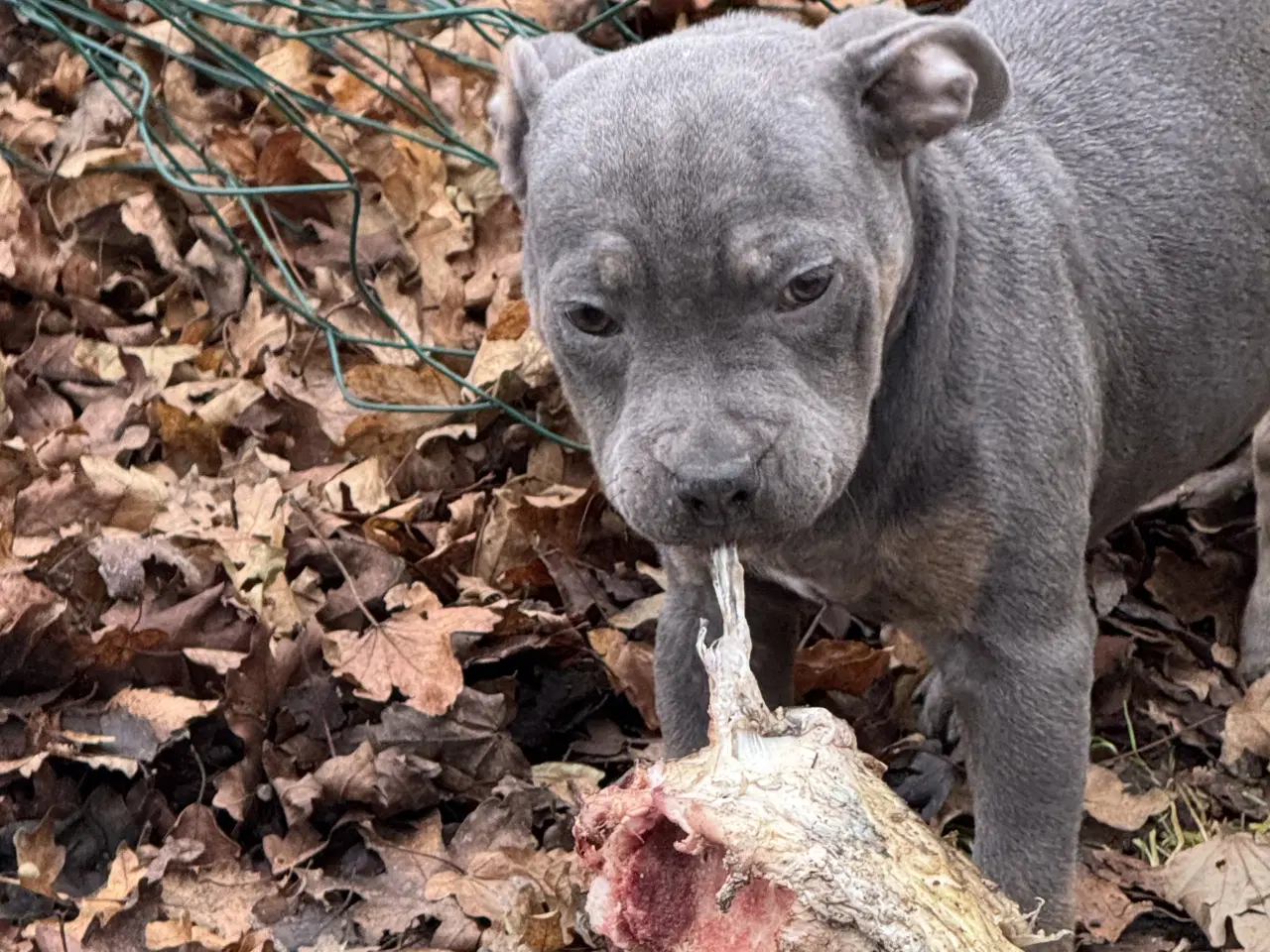 Billede 5 - 3/4 Staffordshire og 1/4 OEB