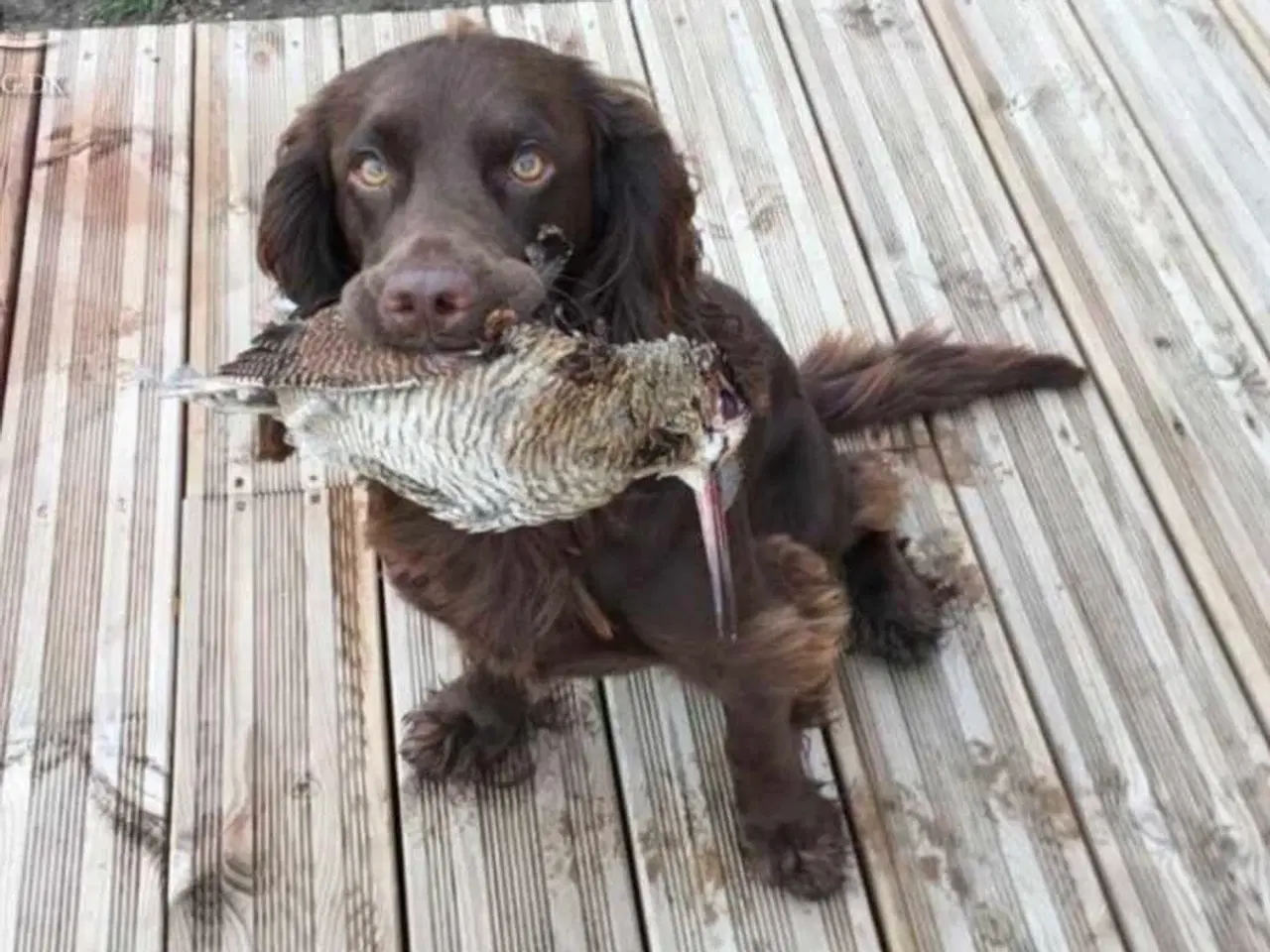 Billede 1 - Ft cocker spaniel brun søges 8 uger