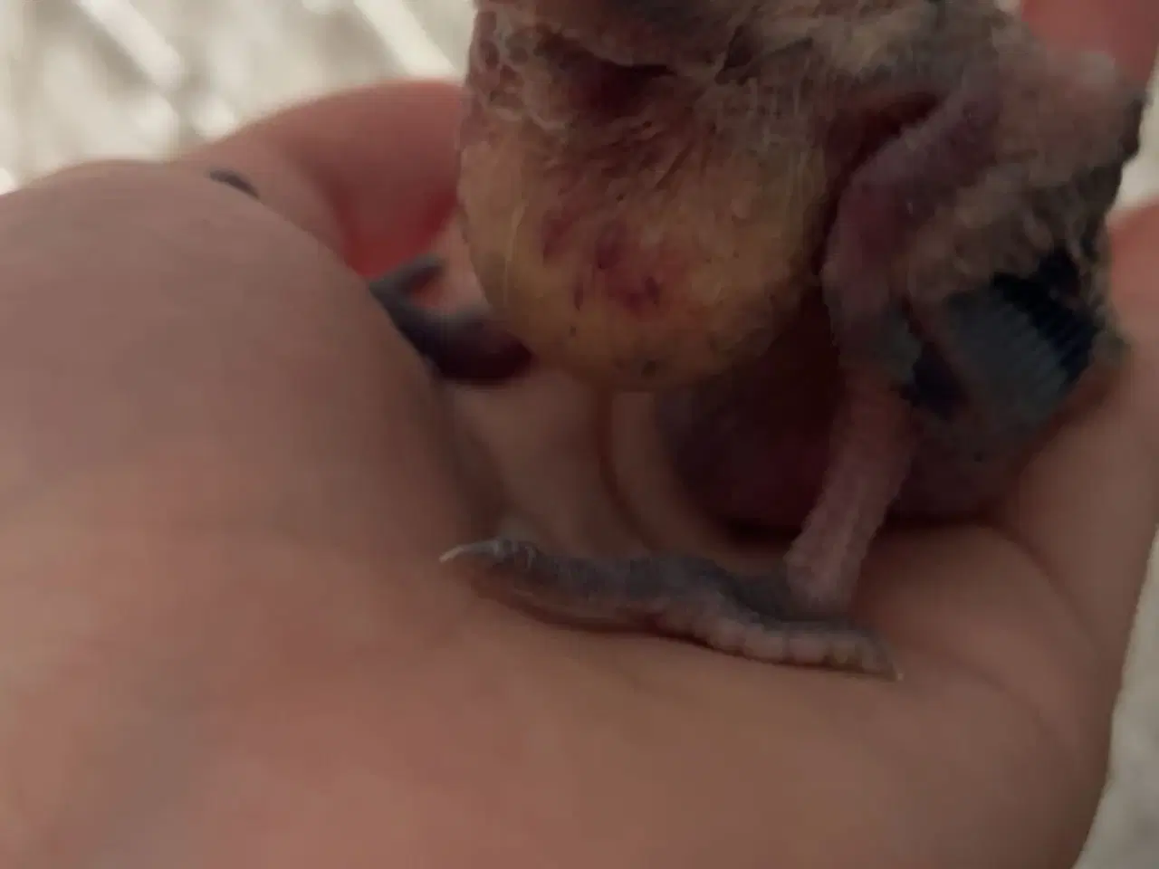 Billede 11 - 100% Tammr nymfeparakit unger