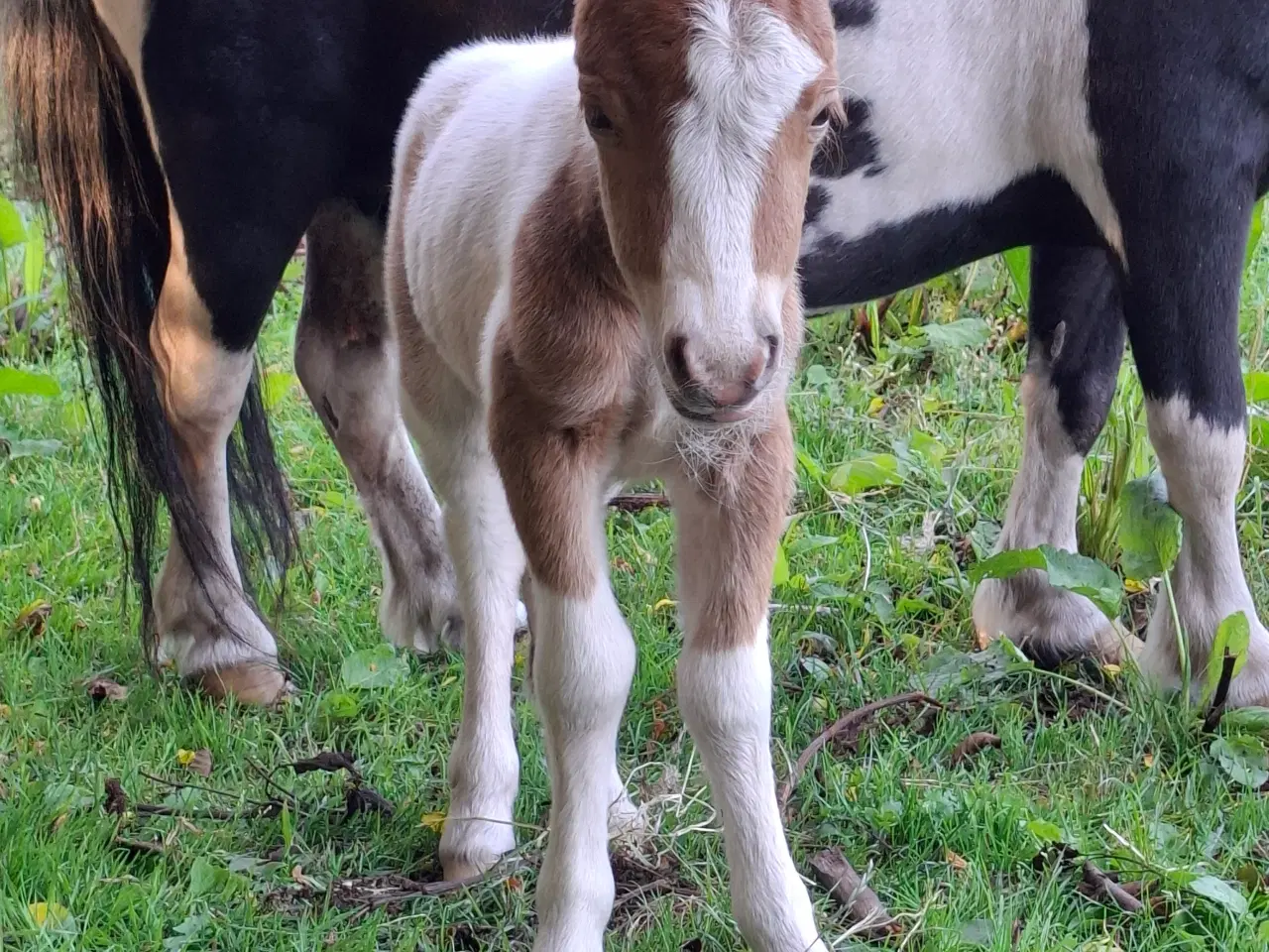 Billede 4 - Broget Mini Shetlænder Føl
