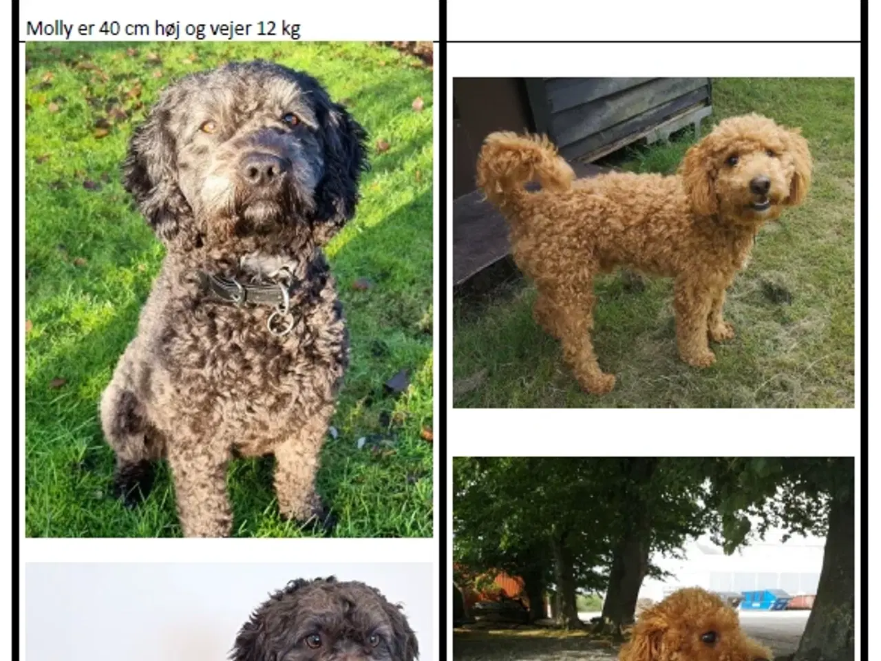 Billede 3 - Springer Doodle hvalpe