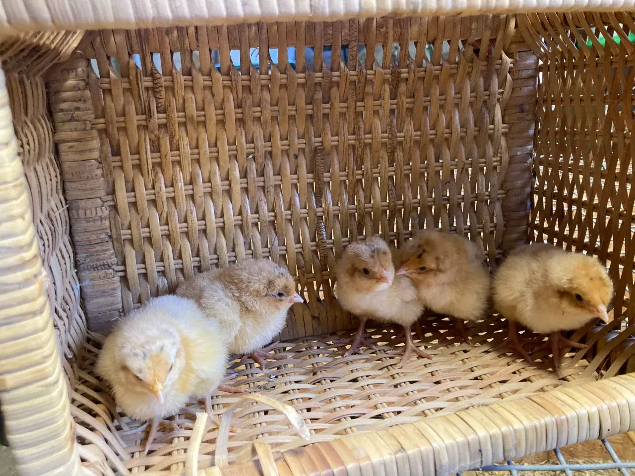 Billede 3 - Rugeæg og kyllinger fra gul orpington