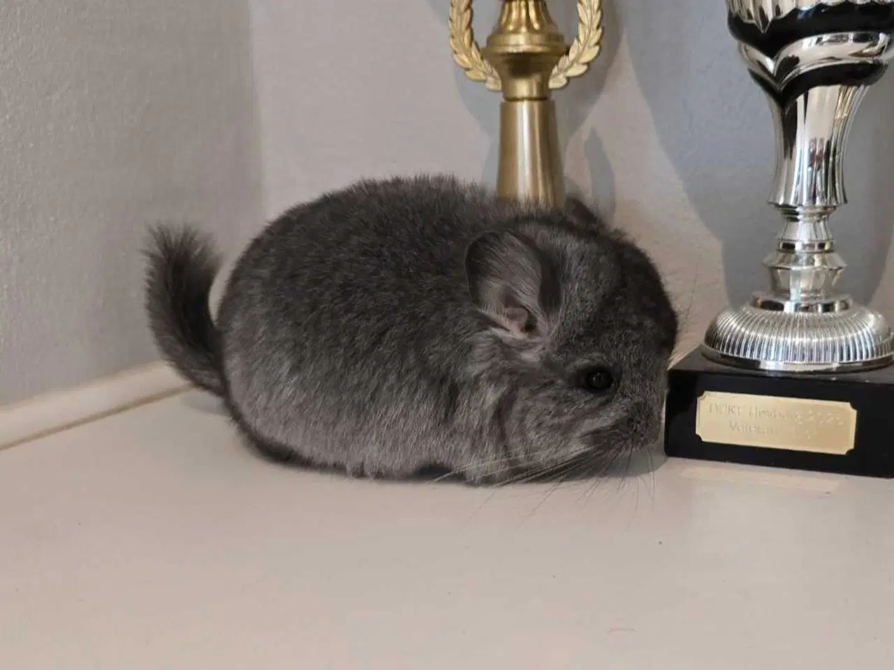 Billede 3 - Chinchilla unge 