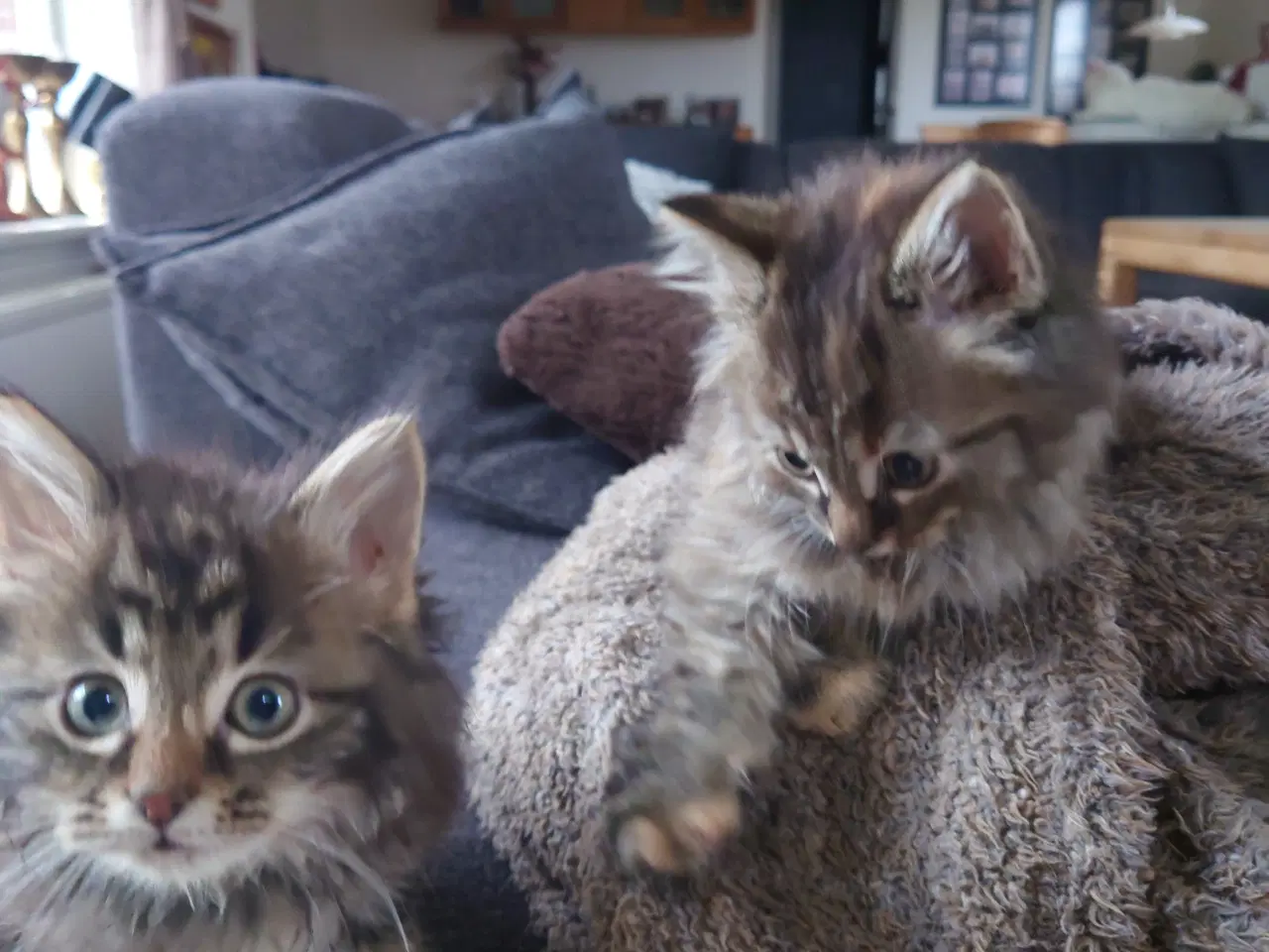 Billede 3 - Maine coon killing Far med tavle