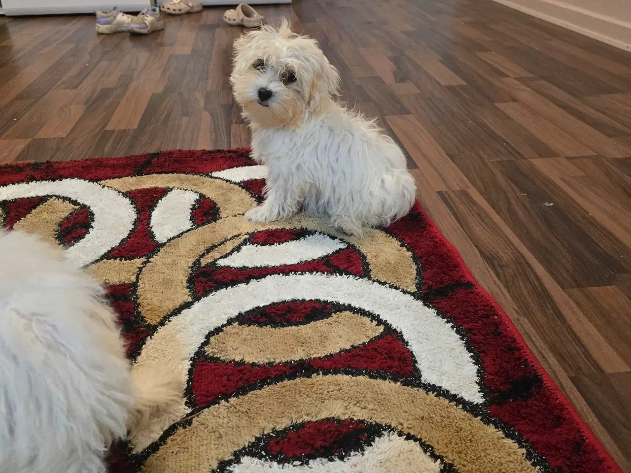Billede 3 - Bichon malteser søger nyt hjem 