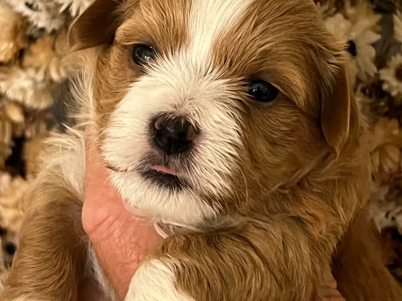 Billede 9 - 🧡Smukke & Søde Bichon Havanais 🧡