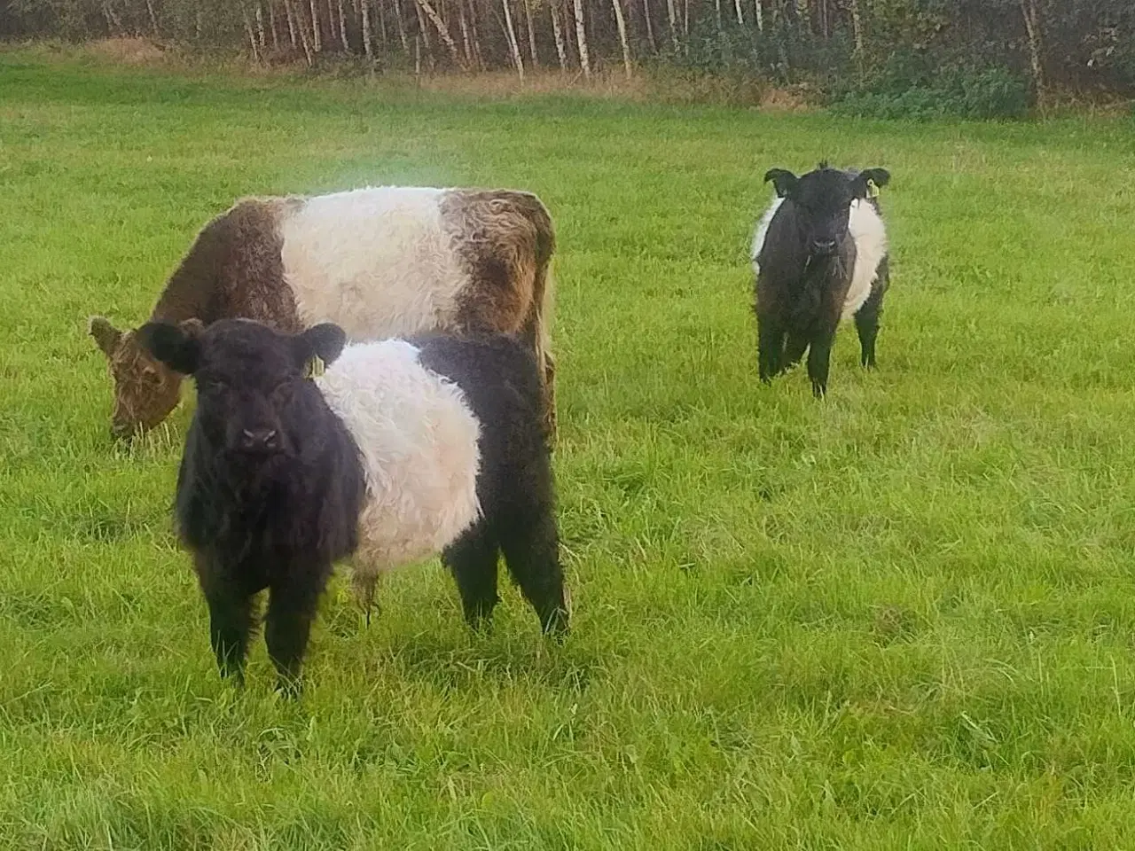 Billede 1 - Galloway tyrekalv med Stamtavle 