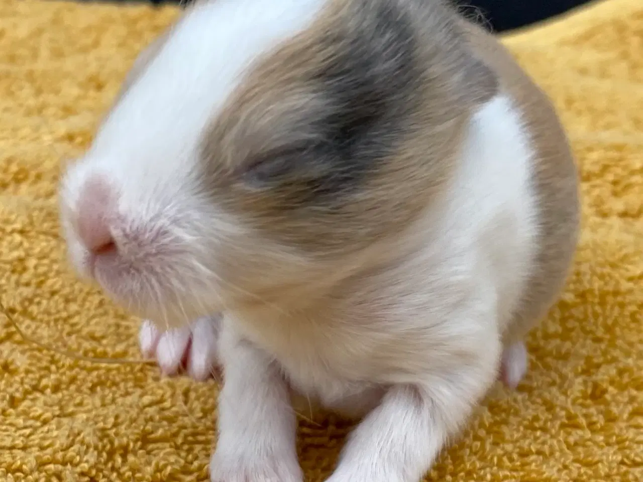 Billede 8 - HOLLÆNDER HAN JAPANER SORT/GUL