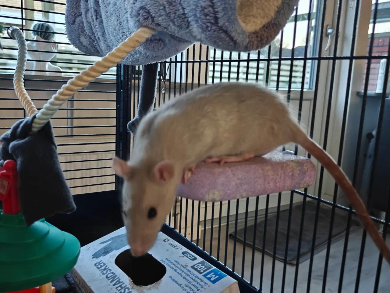 Billede 3 - Rotte piger søger nyt hjem 