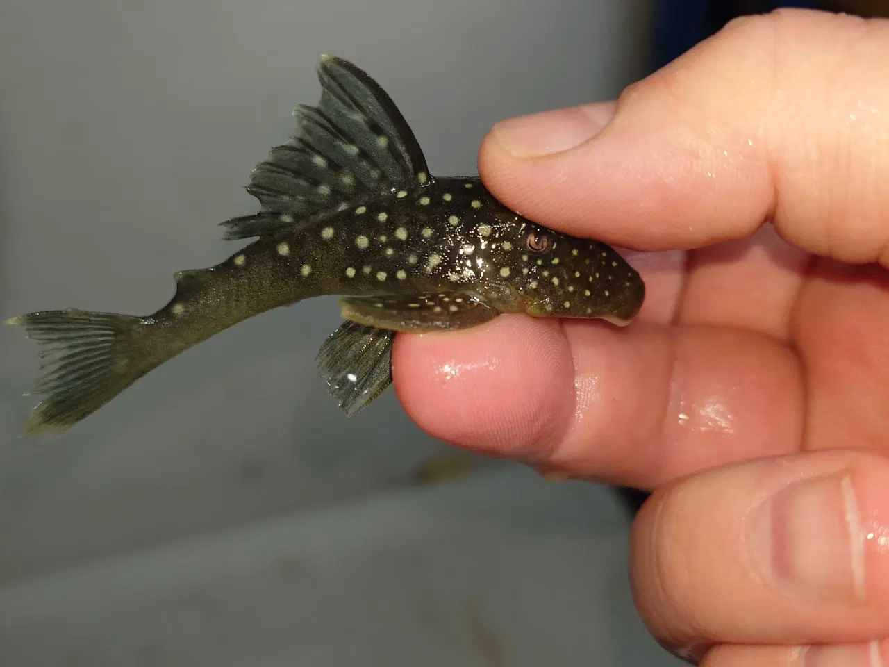 Billede 2 - L128 Blue Phantom 8-10 cm