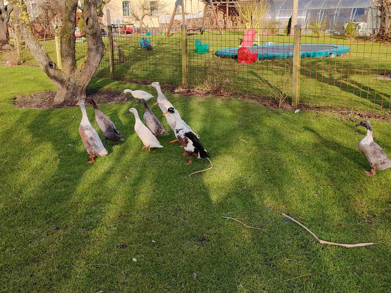 Billede 1 - Løbeænder