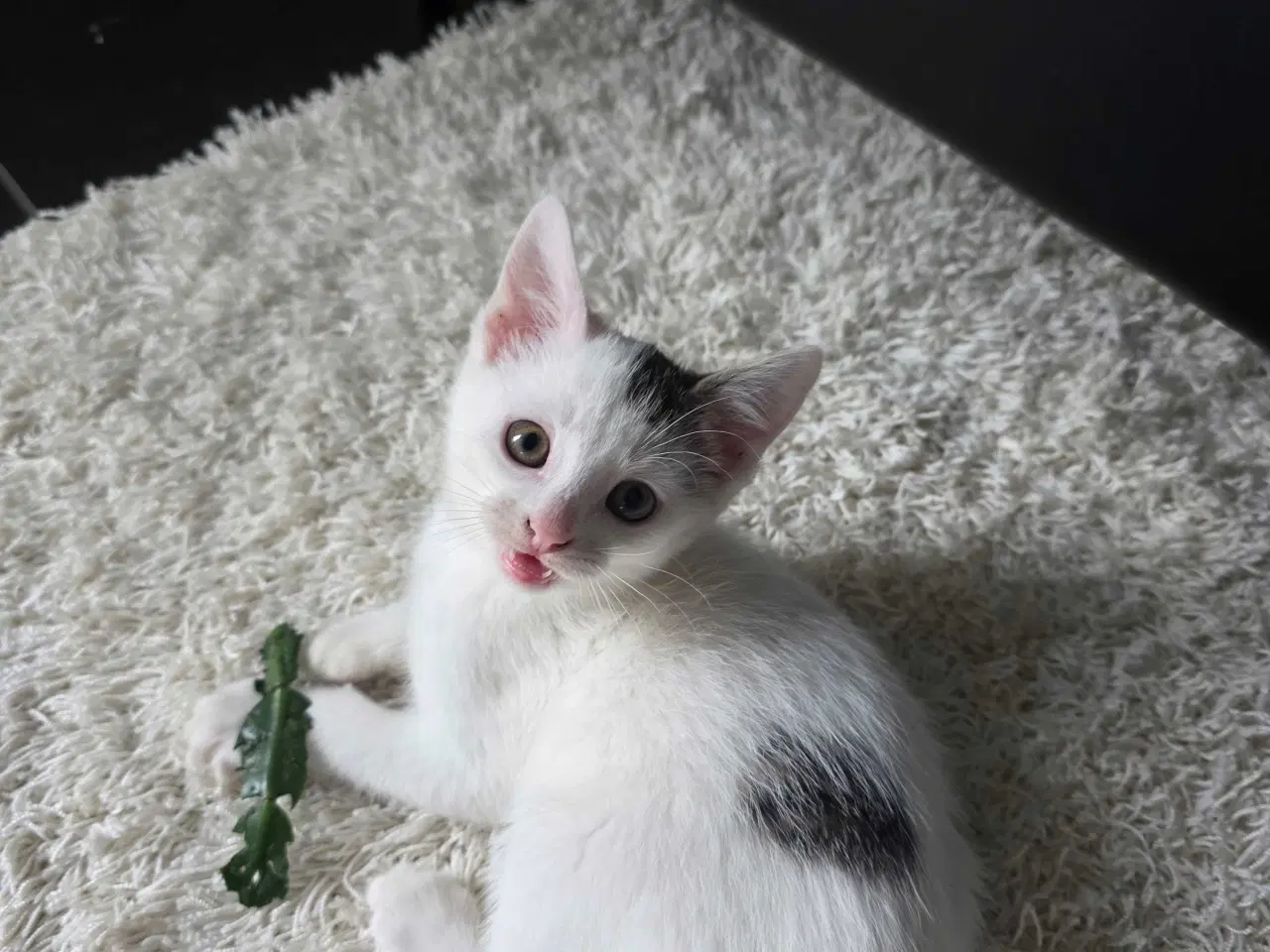 Billede 4 - Fræk og legesyg kattekilling