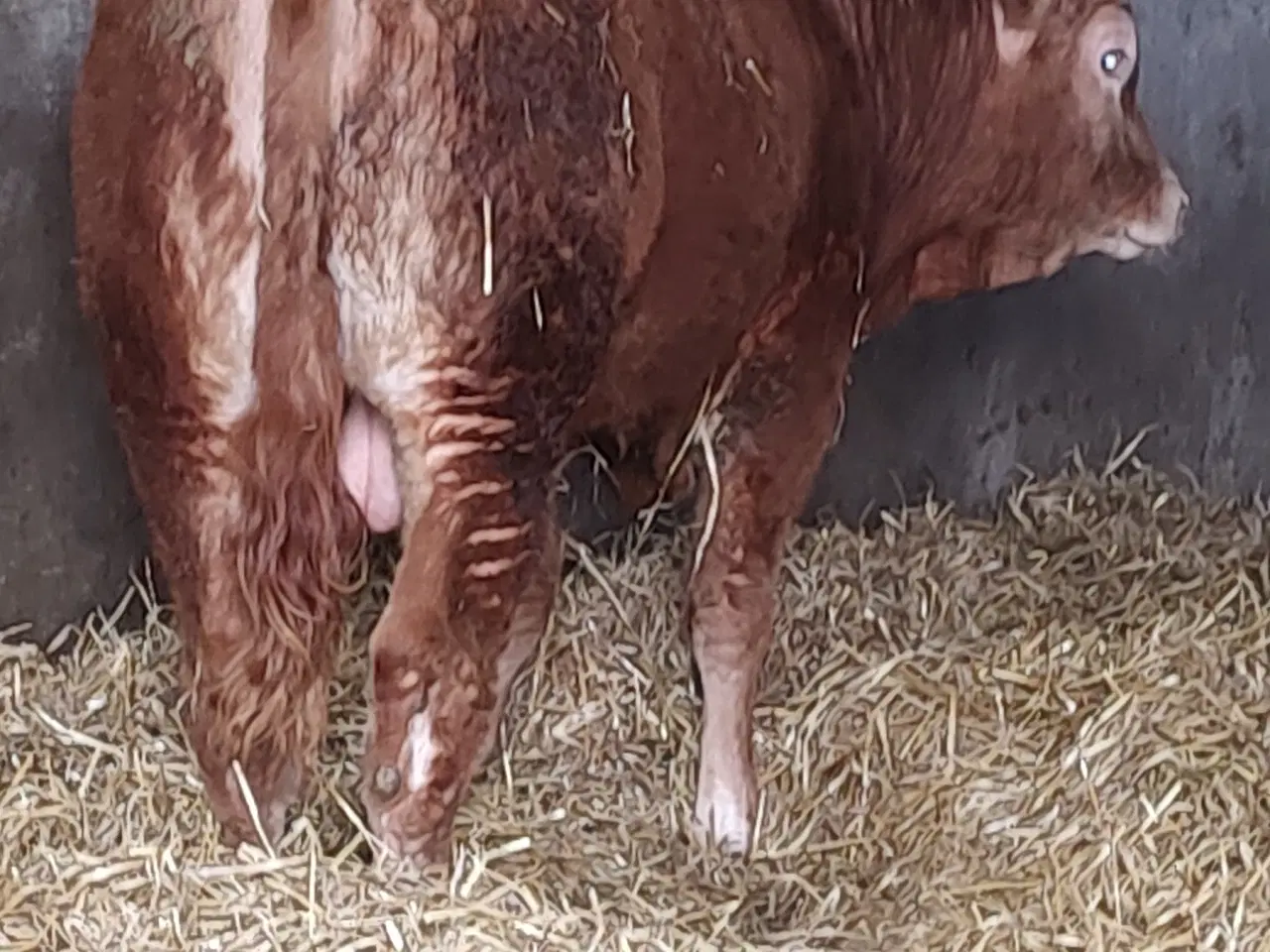 Billede 7 - Kødkvæg