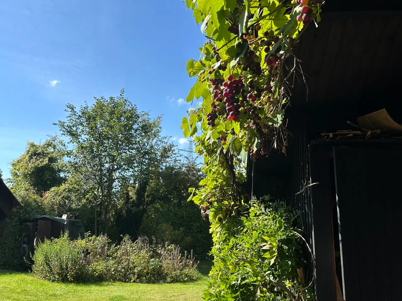 Billede 2 - Skøn kolonihave byttes