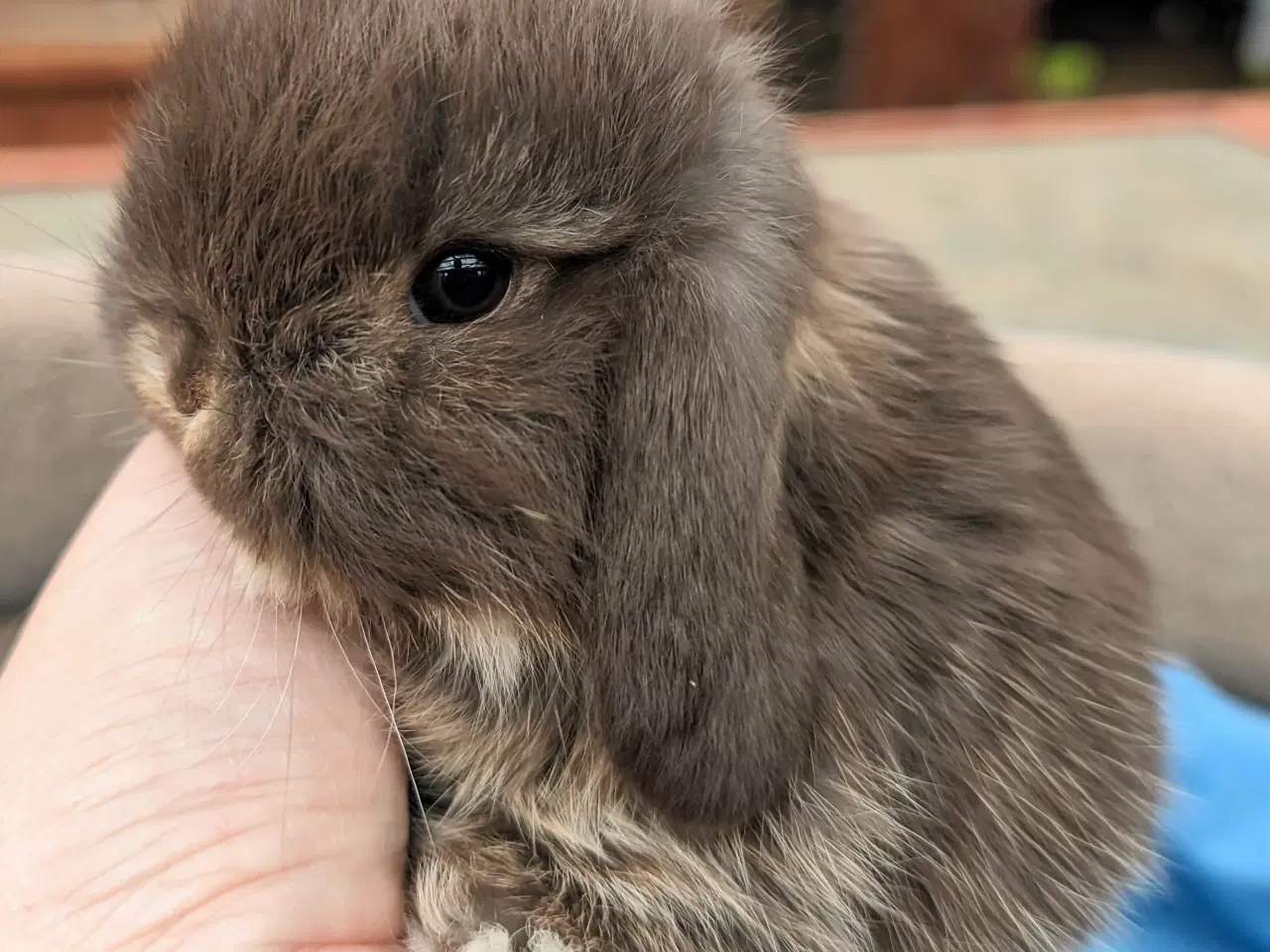 Billede 6 - Minilop kaninunge sælges