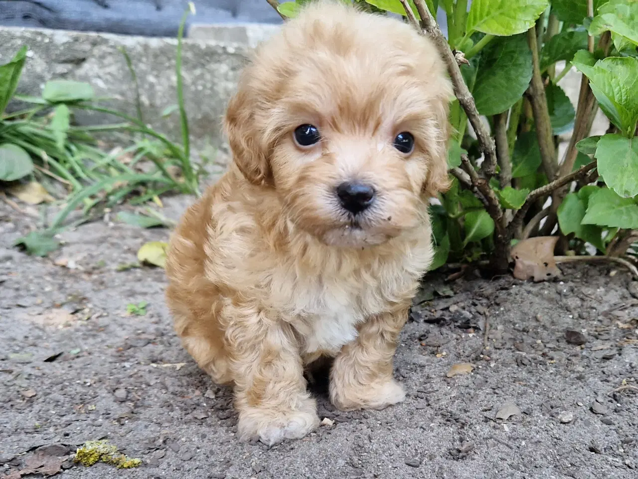 Billede 6 - Havapoo Puddel &Bichon Havanais hvalpe 