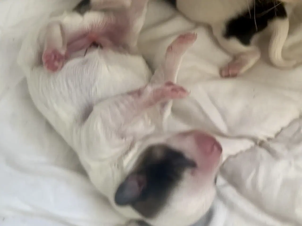 Billede 2 - Små allergivenlige og ikke fældende hundehvalpe