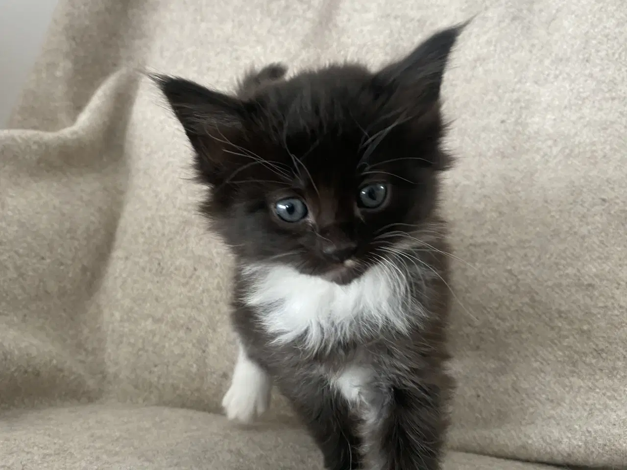 Billede 5 - Main Coon killinger