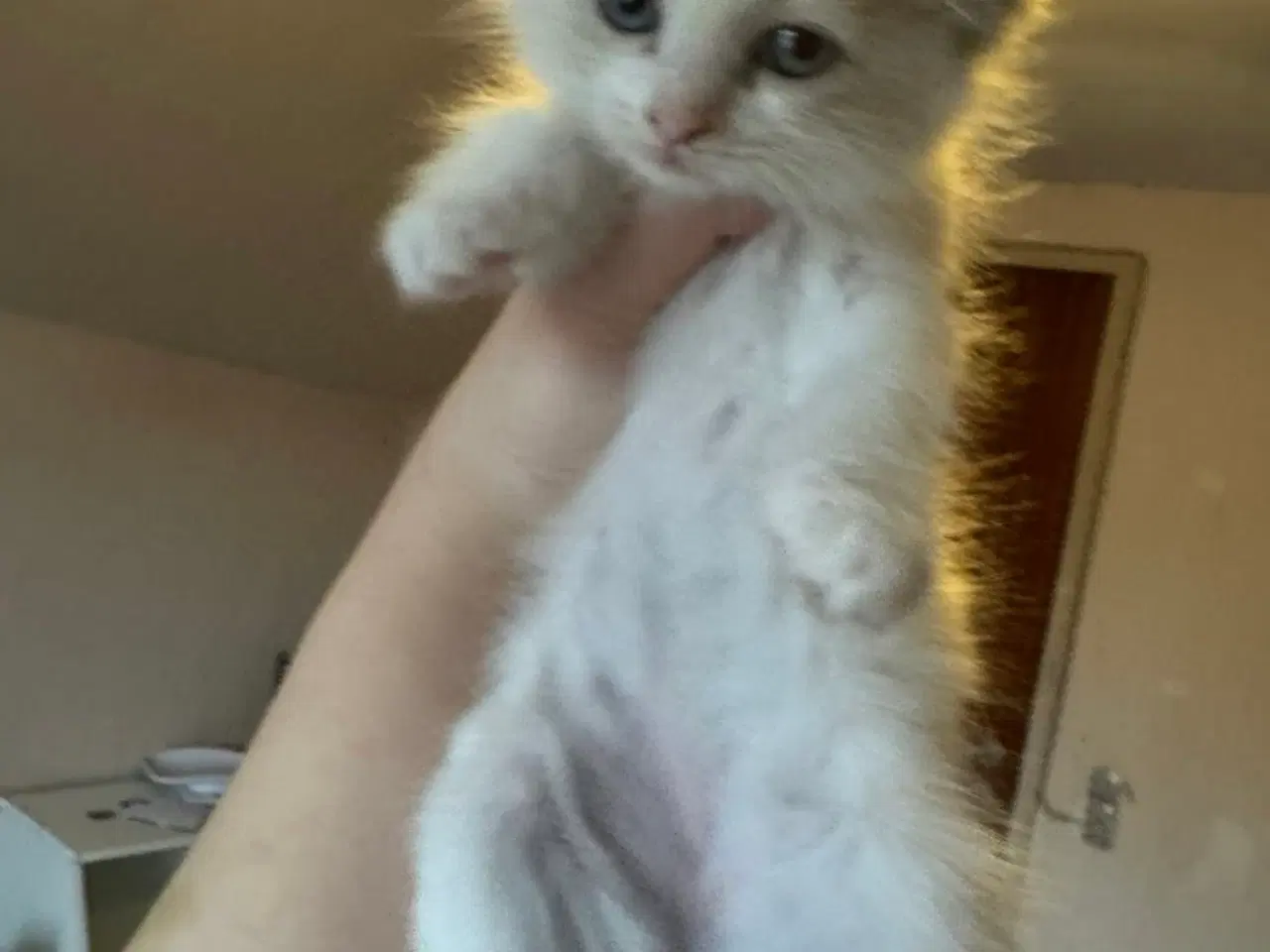 Billede 9 - Ragdoll hankillinger sælges 