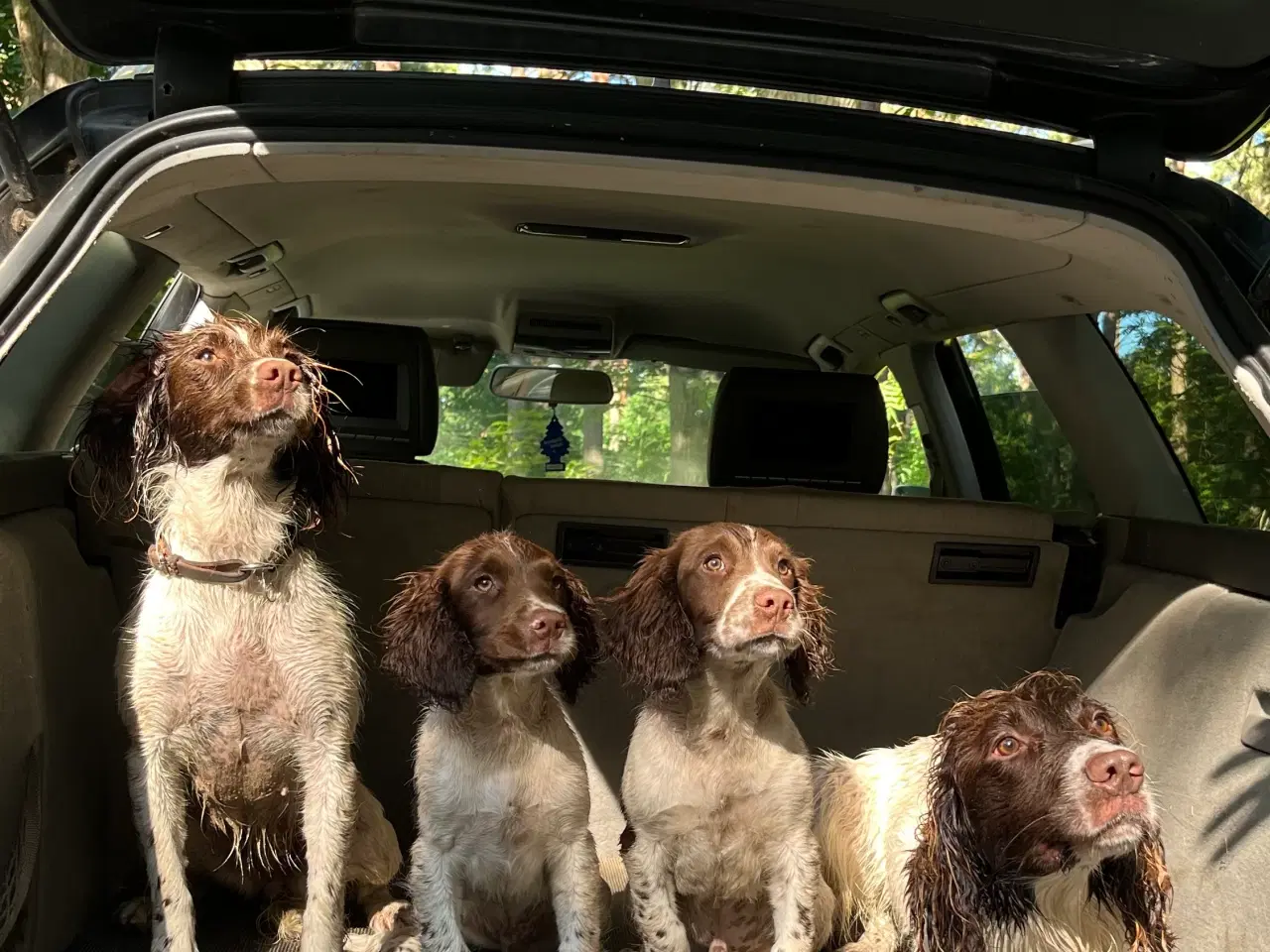 Billede 4 - FT. Springer spaniel  