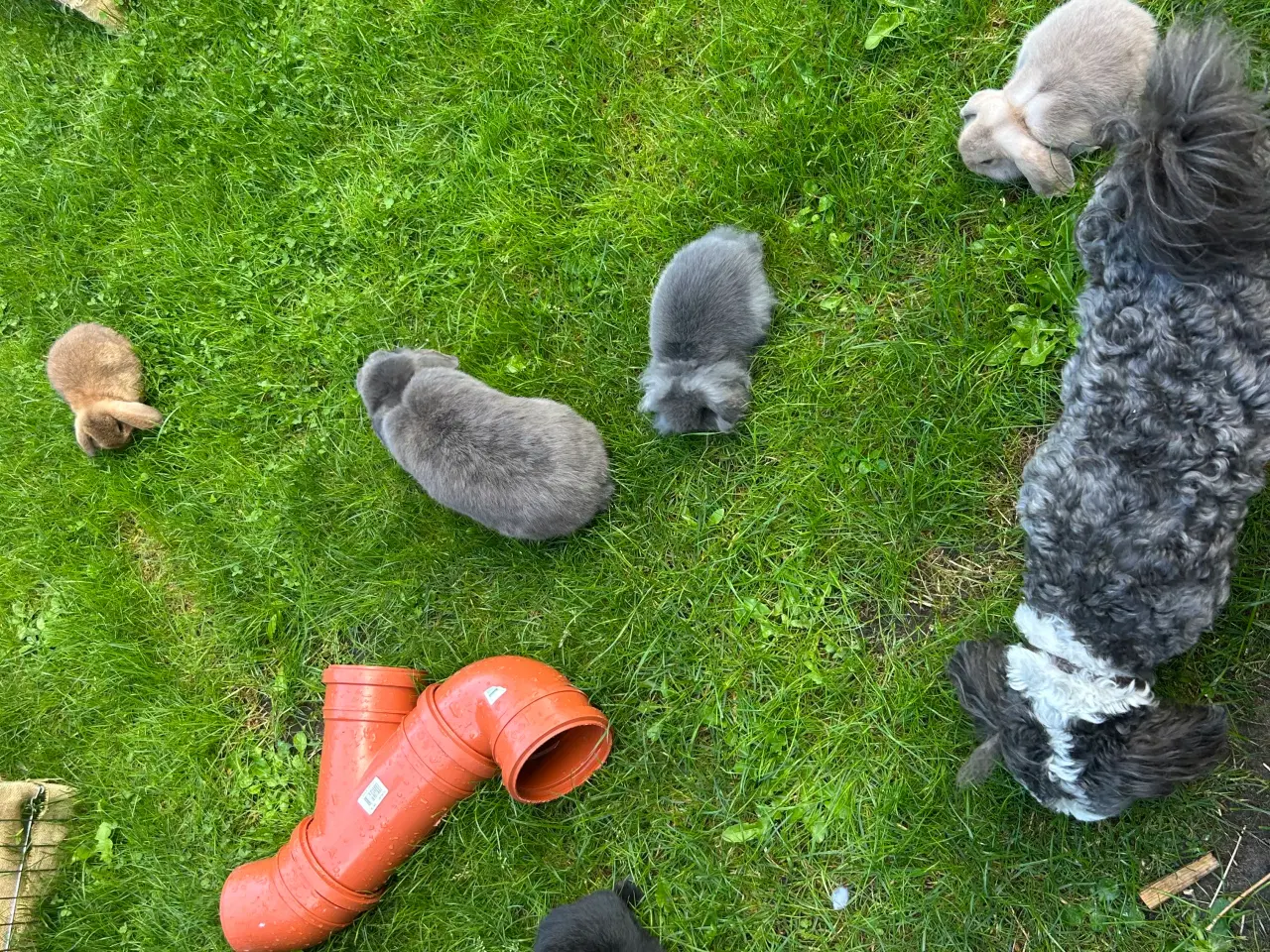 Billede 9 - Mini lops og Lion lops