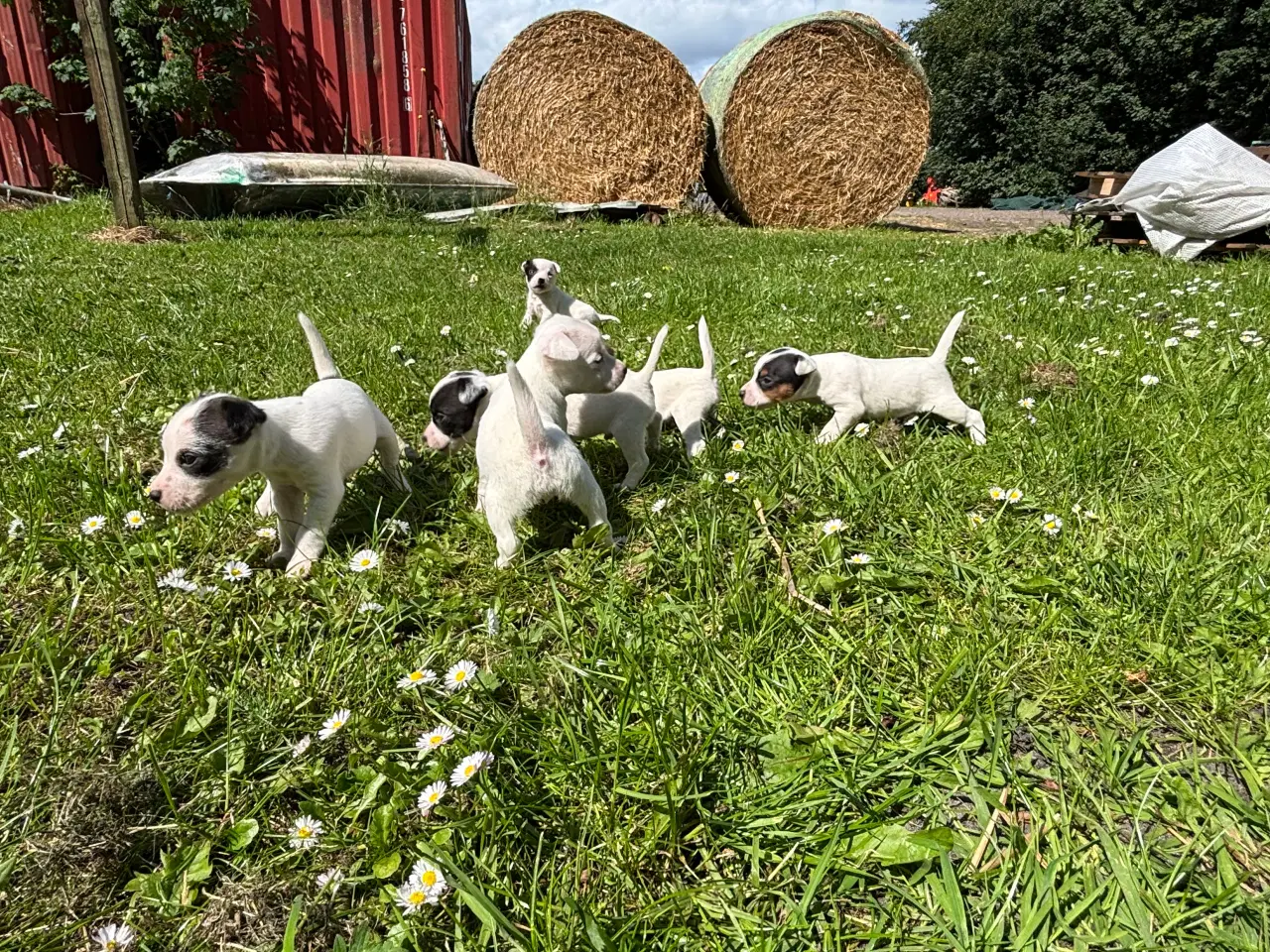 Billede 8 - Jack russel hvalpe