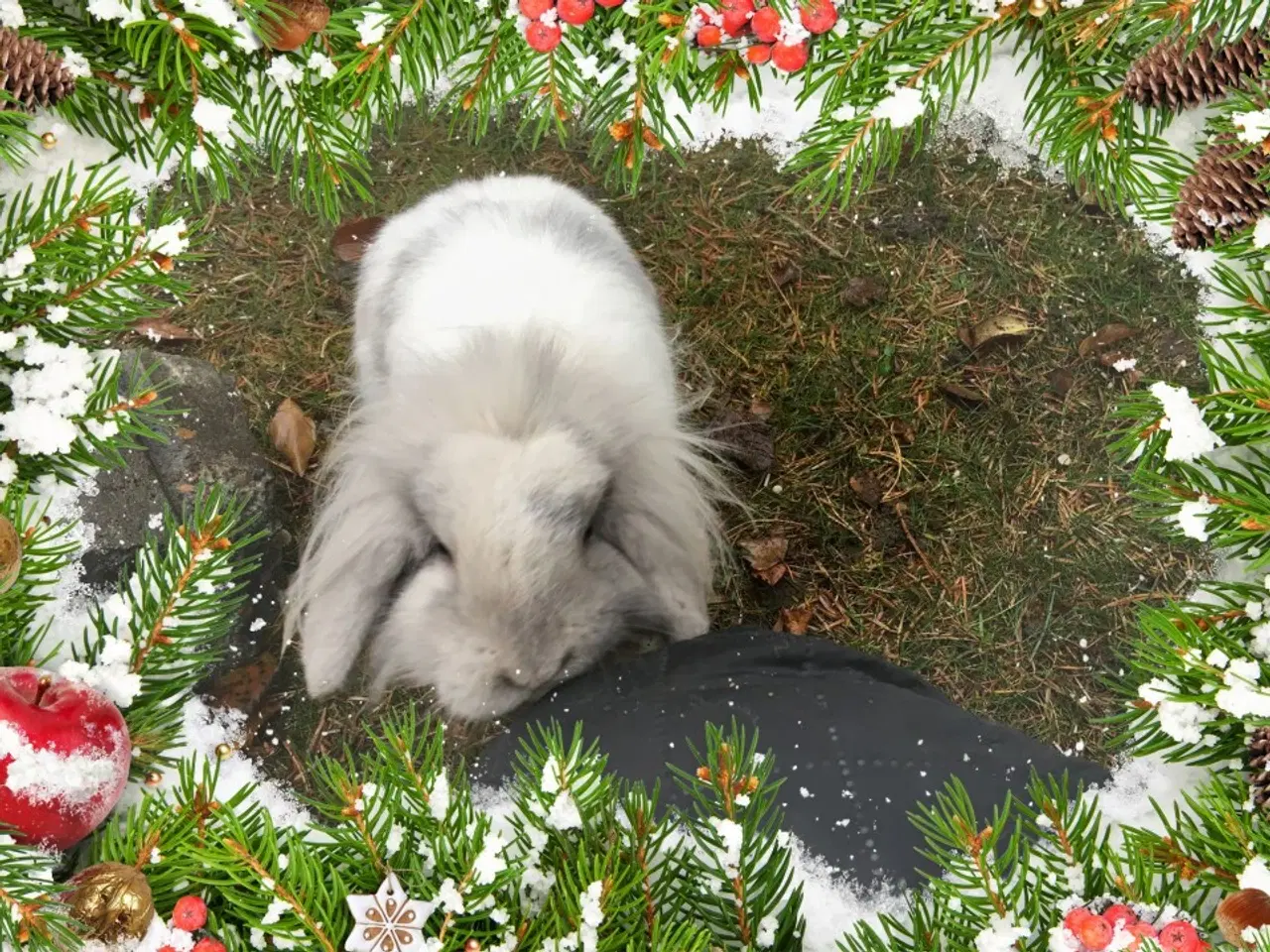 Billede 2 - Smuk Løvehoved pige på ca 7 mdr