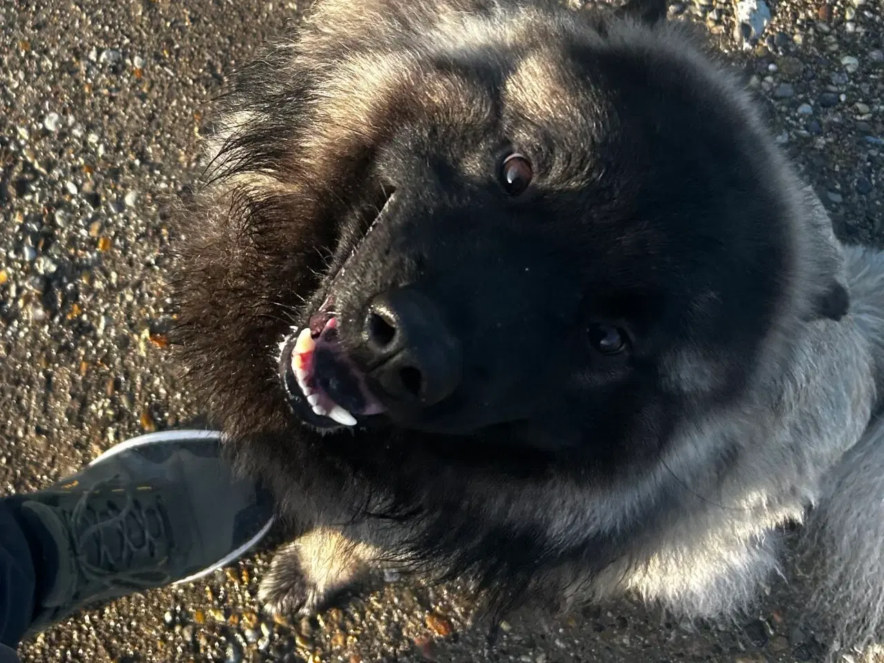 Billede 3 - Euraiser 1 år