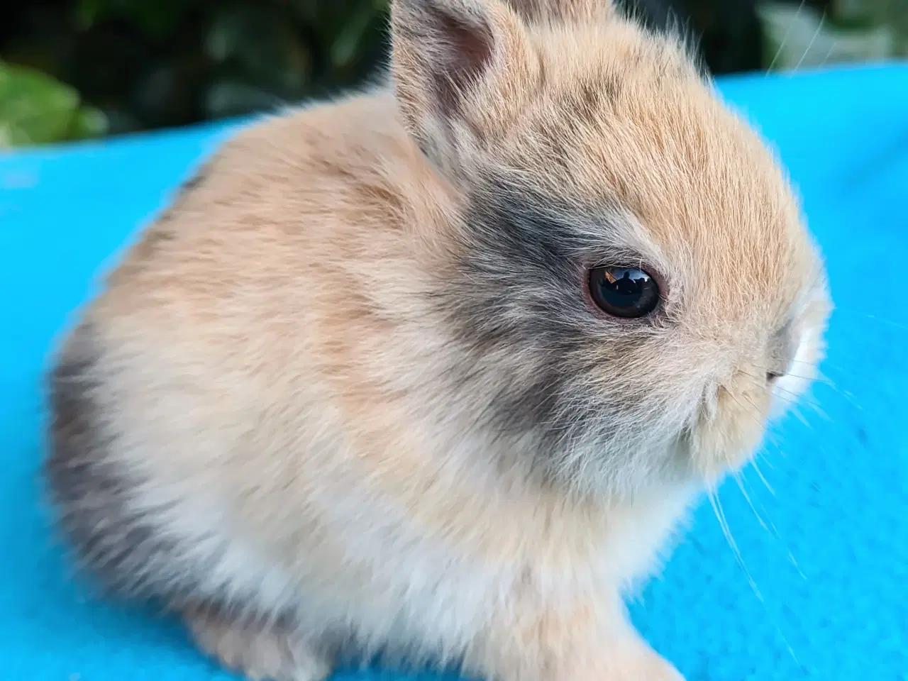 Billede 2 - Hermelin kaninunge sælges 