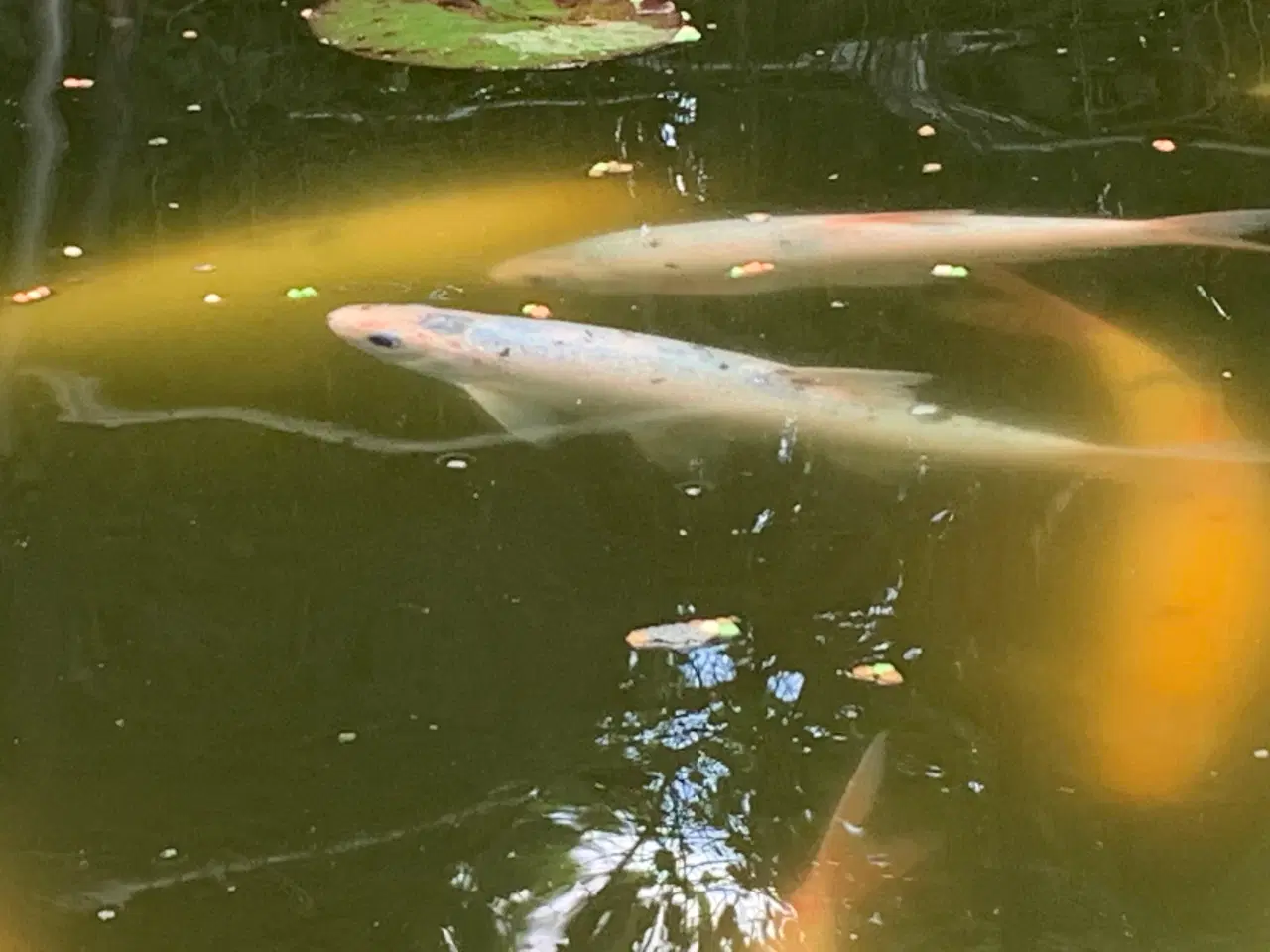 Billede 2 - Koi, guldfisk og forskellige karper