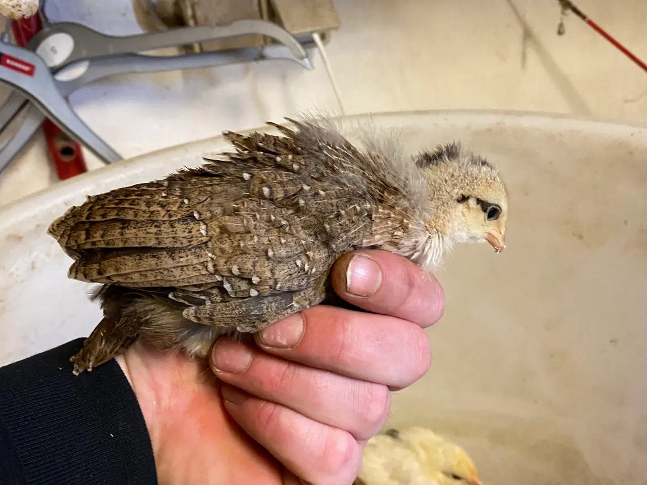 Billede 1 - Høne kyllinger