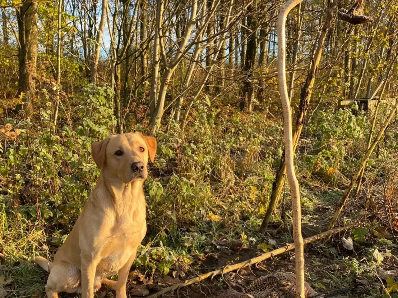 Billede 6 - Labrador Retriever Dkk