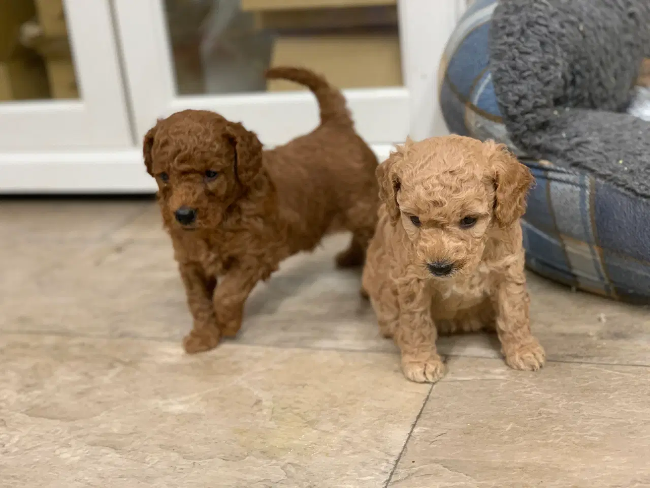 Billede 15 - Mini Golden Doodle babyer 