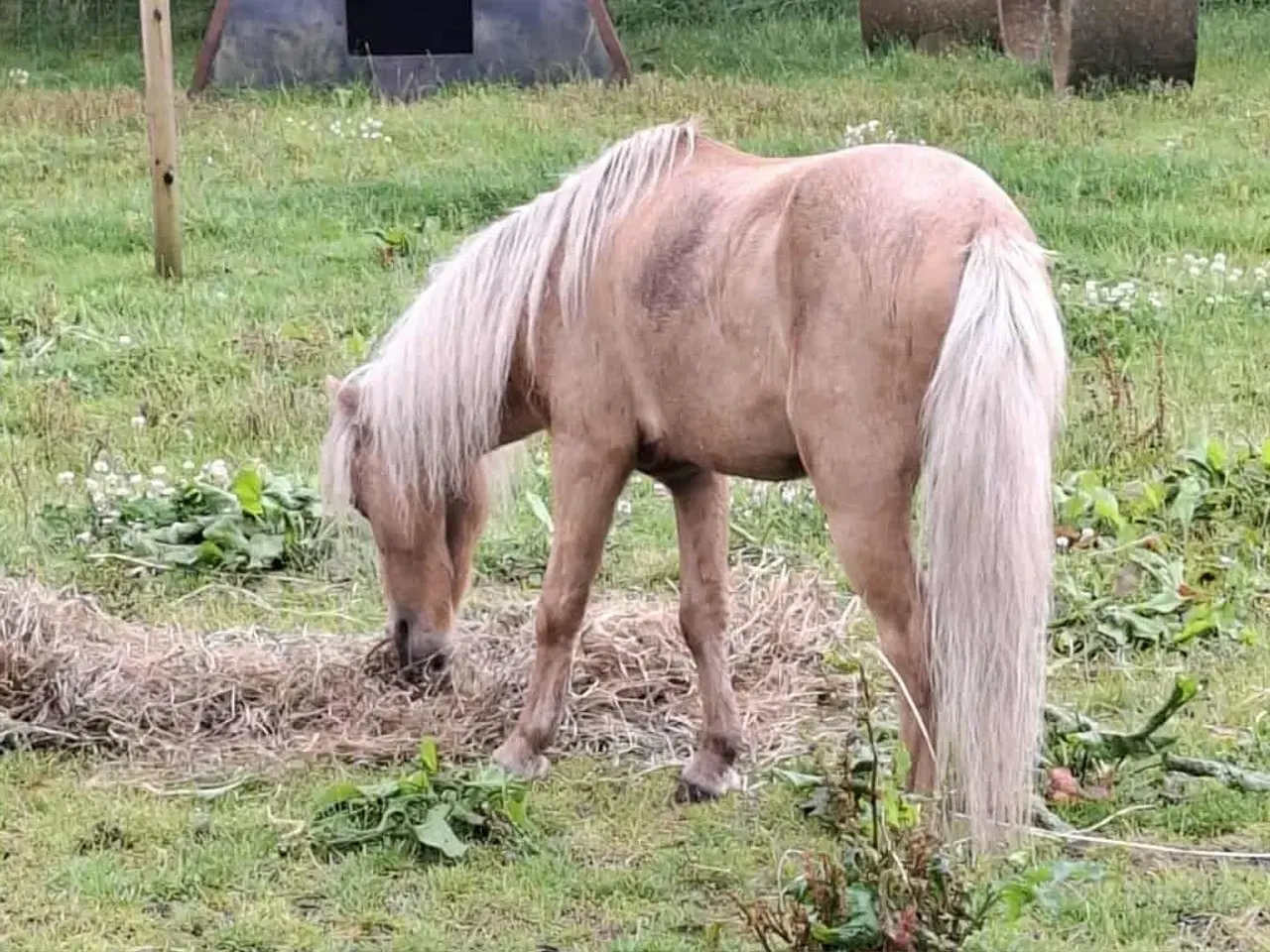 Billede 7 - Amerikansk miniature palomino hingst 