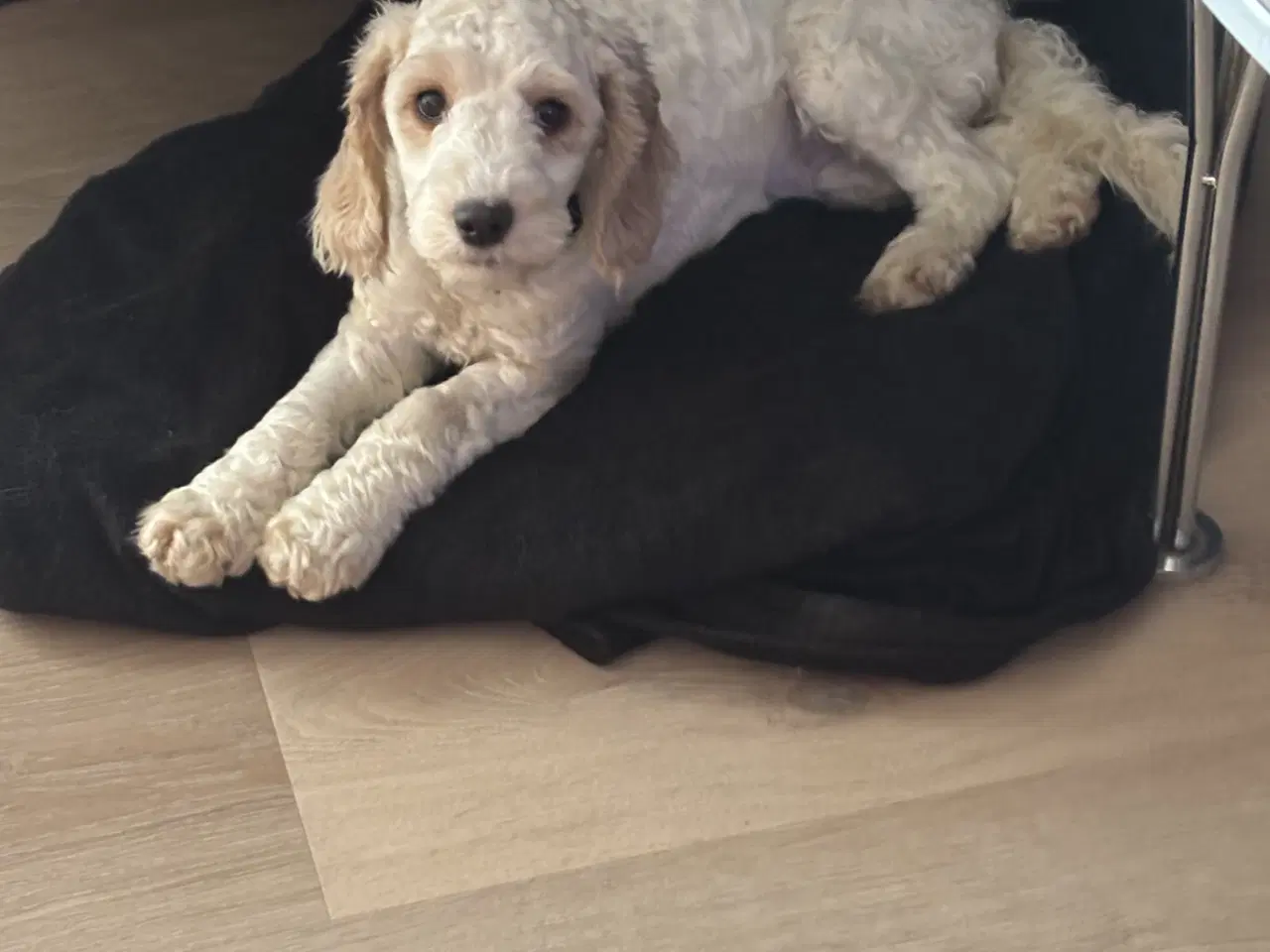 Billede 6 - Cockapoo  hvalp 