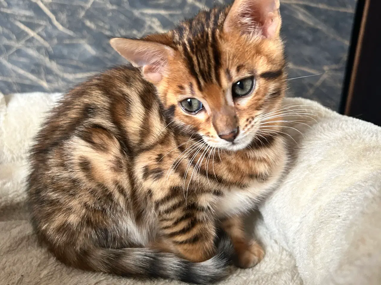 Billede 11 - Bengal Kitten 