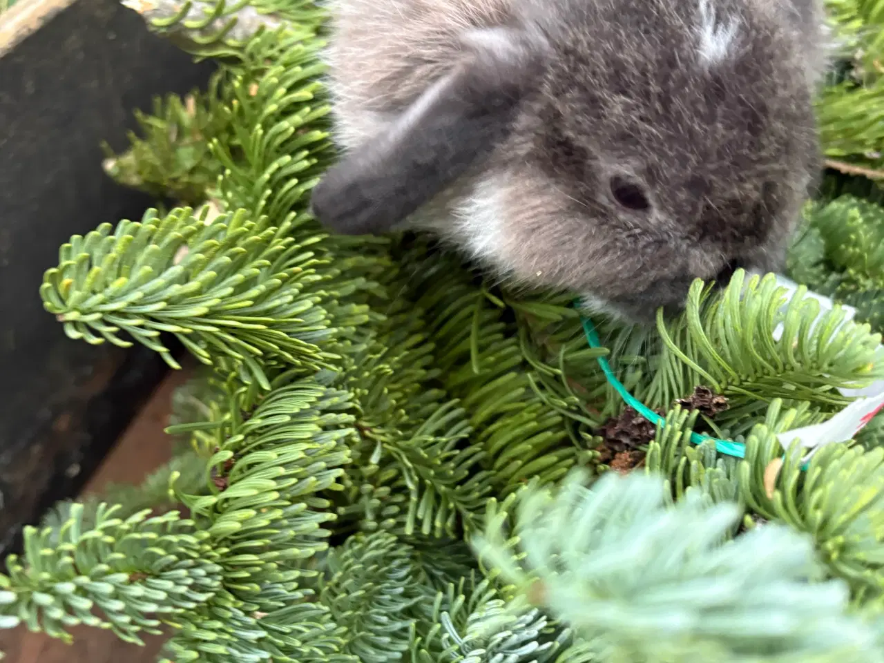 Billede 3 - Minilops pige