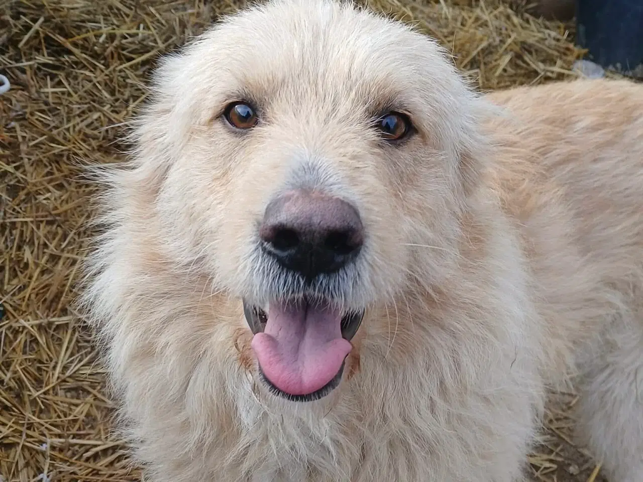 Billede 1 - Nord søger sin egen familie❤️