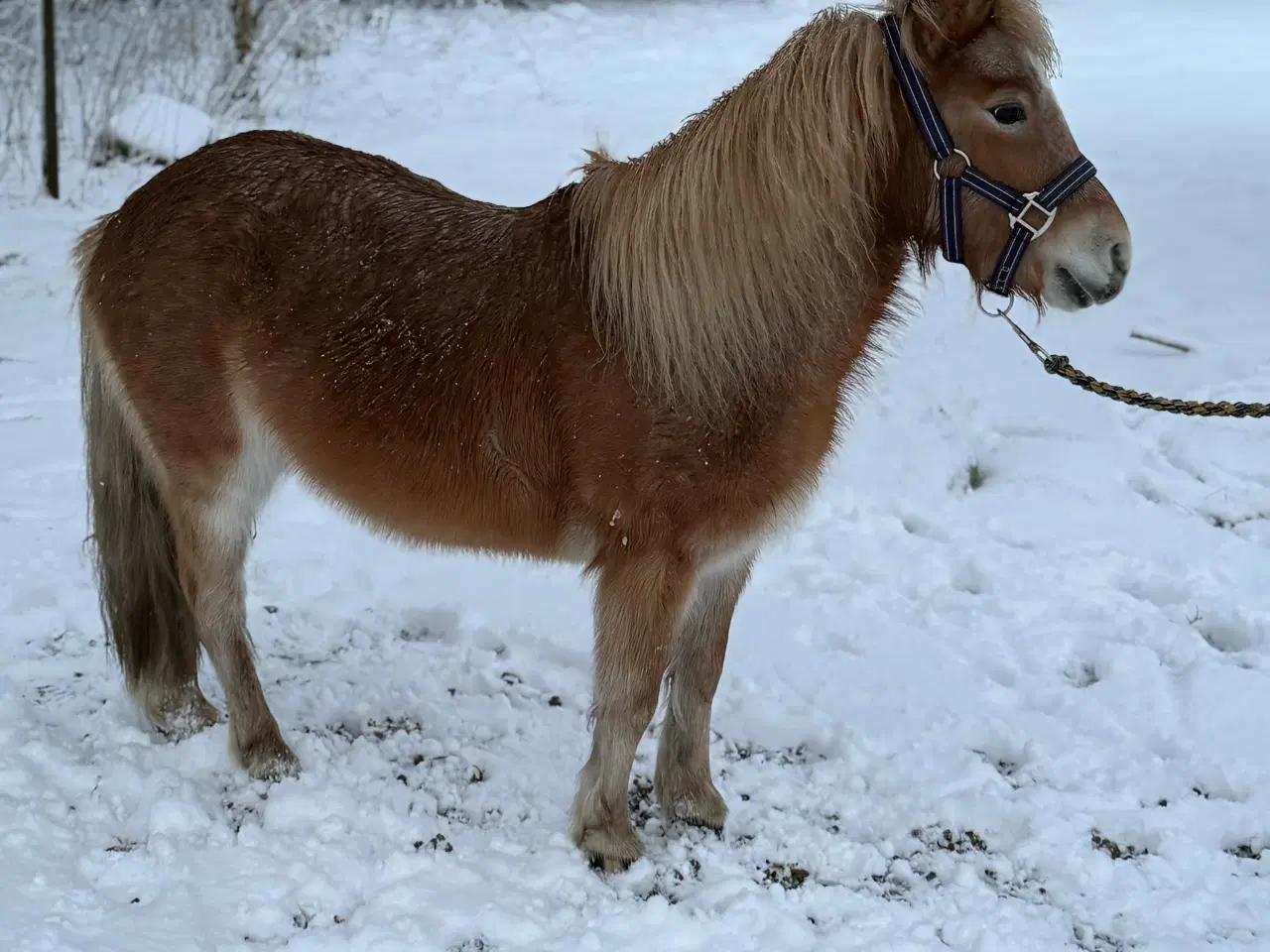 Billede 5 - Miniature/shetlænder hoppe sælges