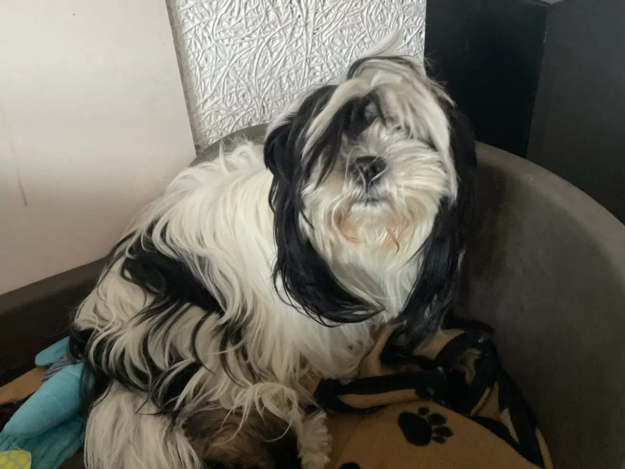 Billede 13 - Nuttet Lhasa apso han hvalp