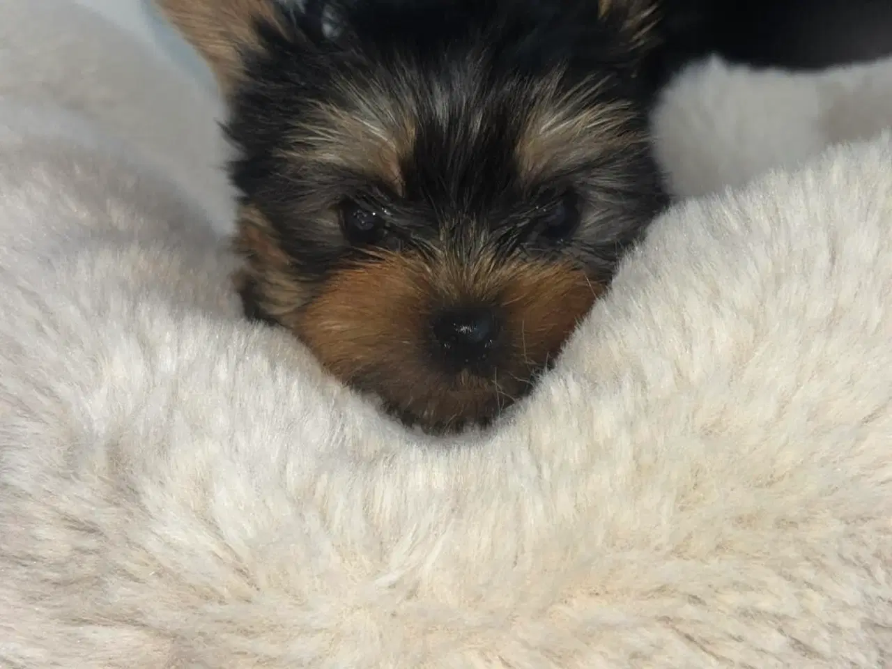 Billede 3 - 2 girls and 2 boys