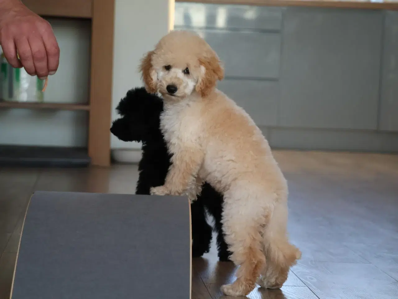 Billede 4 - Dværg- og Toypuddel – to fantastiske drenge