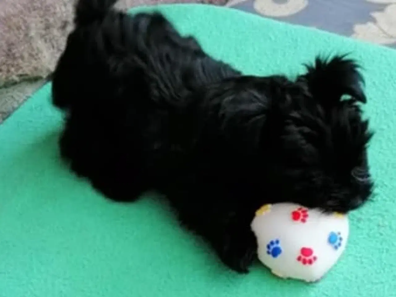 Billede 8 - Biewer Yorkshire Terrier Hvalpe