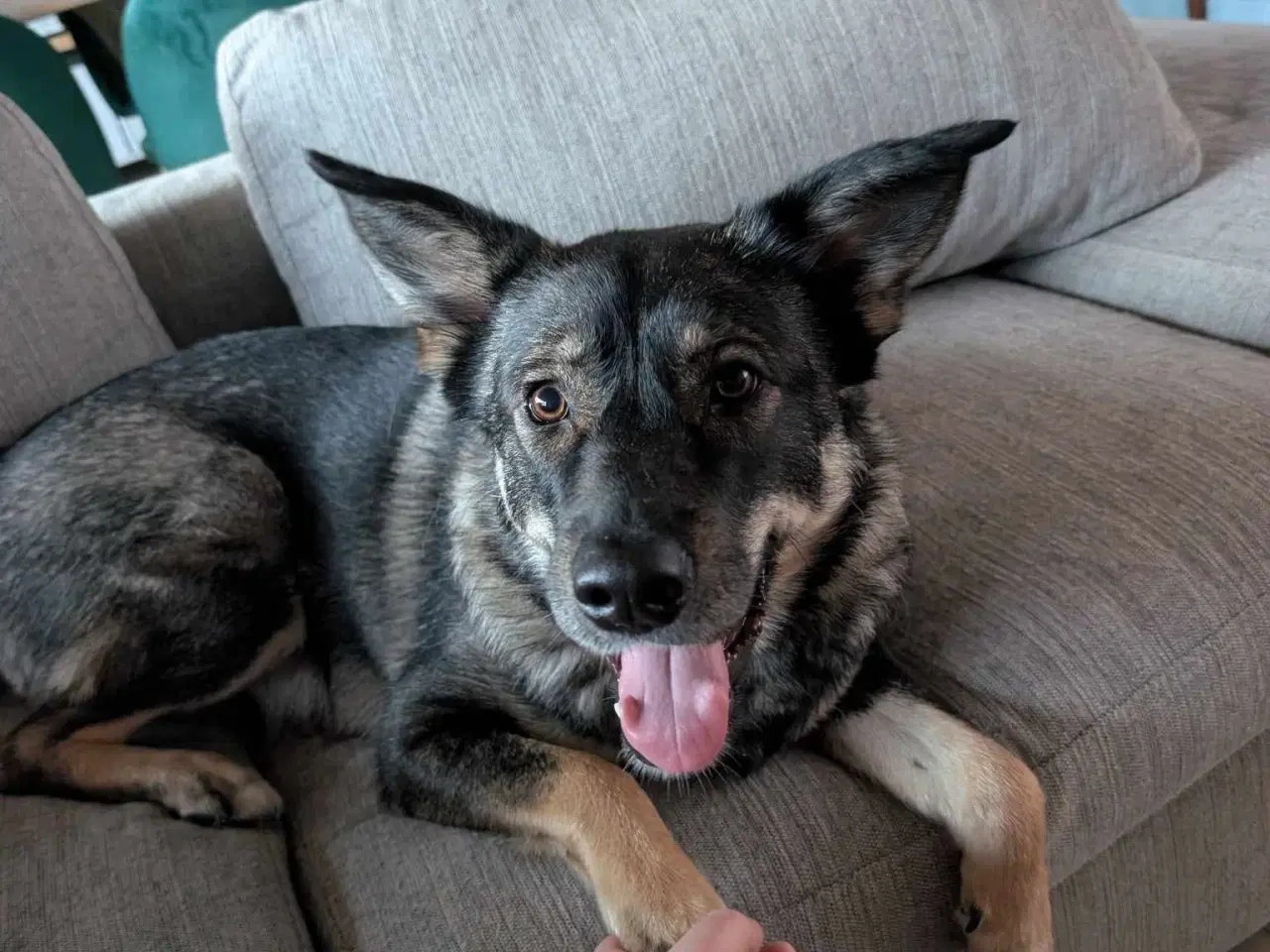 Billede 5 - Smukke, dejlige Tubs søger sit sidste hjem 🏡💞