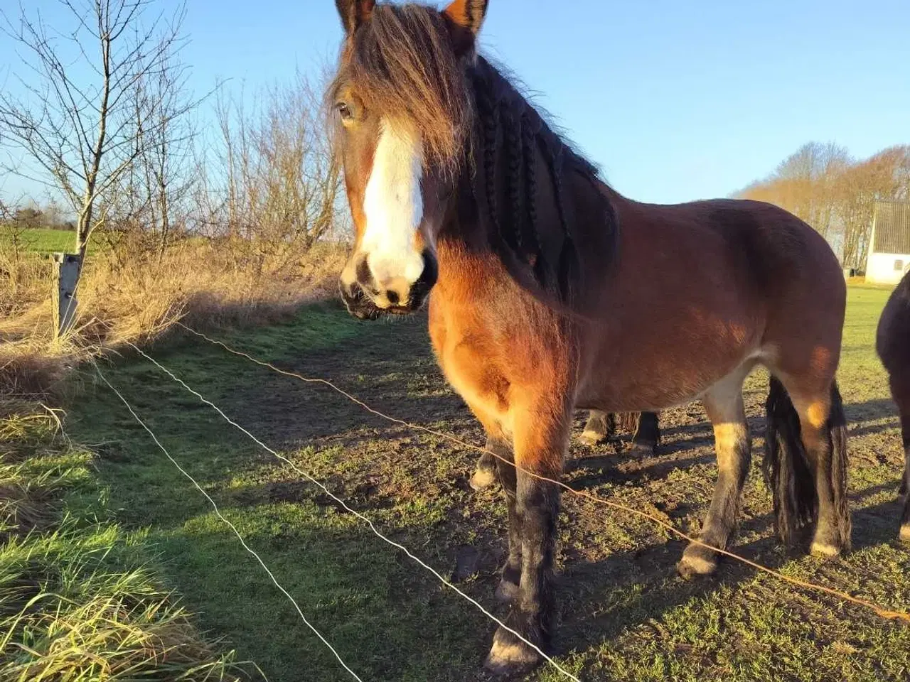 Billede 1 - Nordsvensk hoppe sælges 