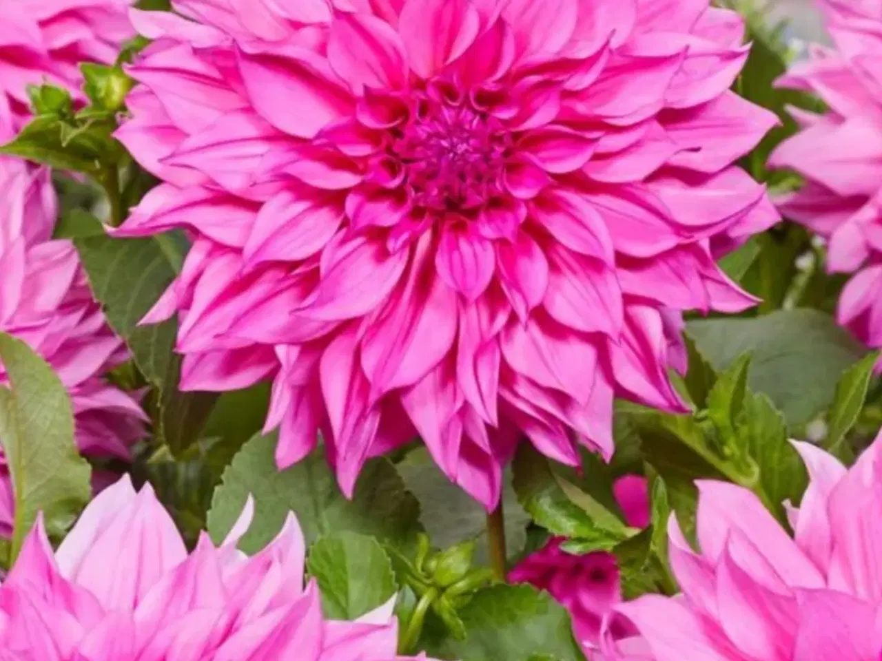 Billede 6 - Dahlia Georginer